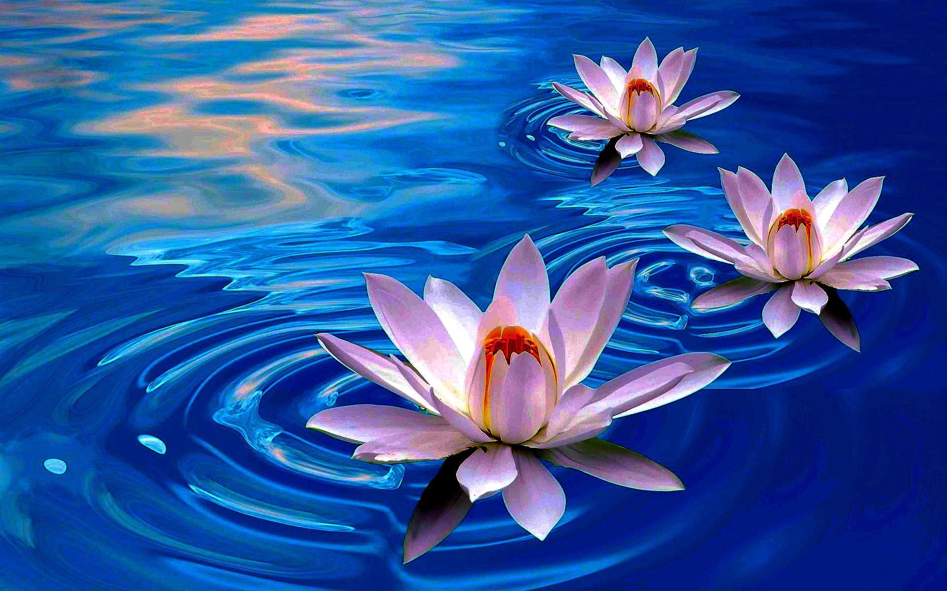 Lotus Flower Nature - Free photo on Pixabay - Pixabay