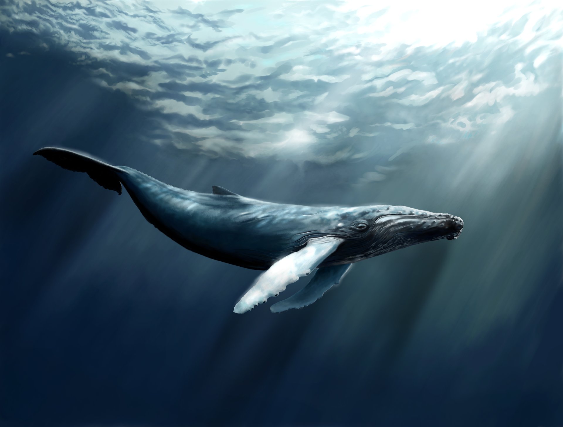 Whale Live Wallpaper APK for Android Download