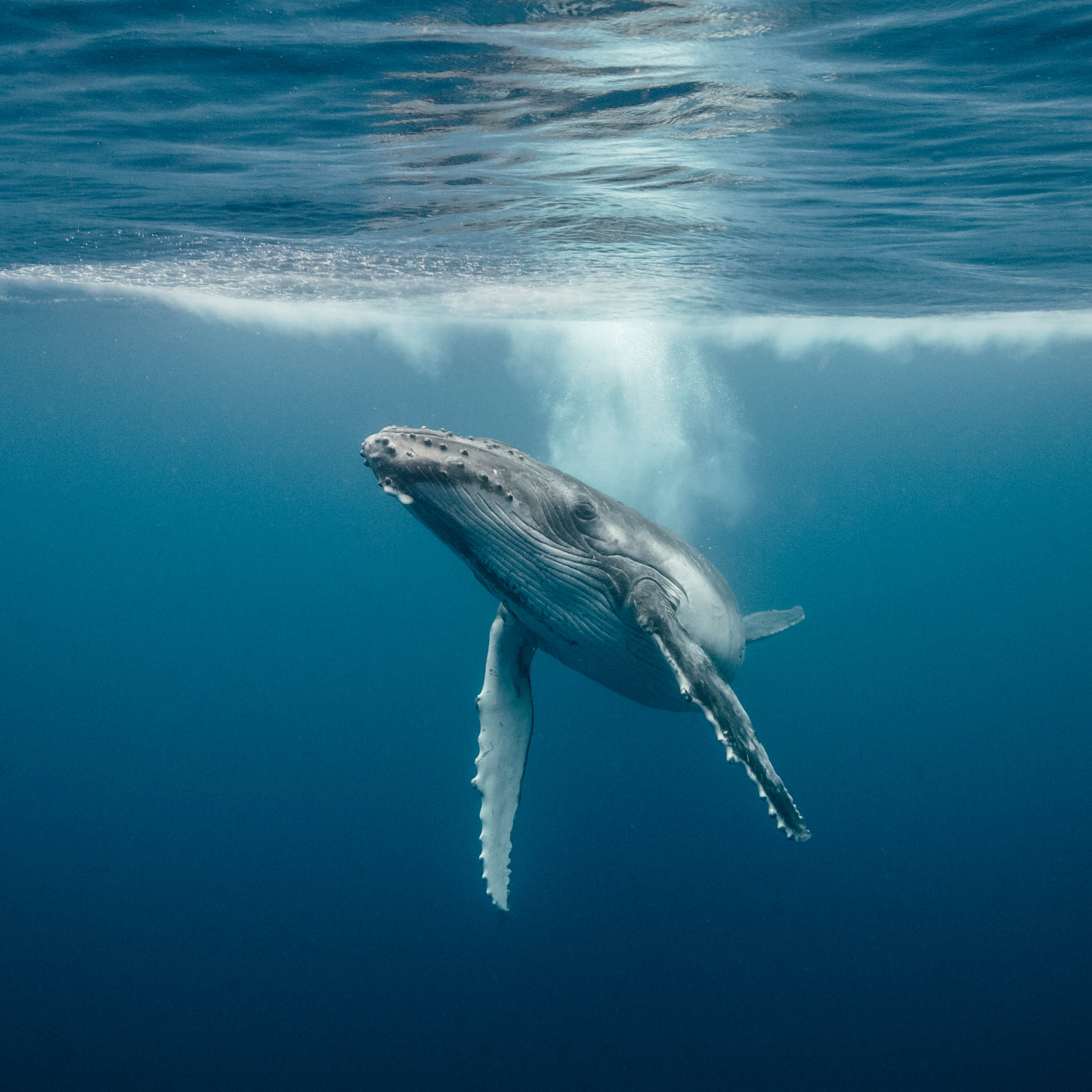 Whale Wallpapers 4K:Amazon.co.uk:Appstore for Android