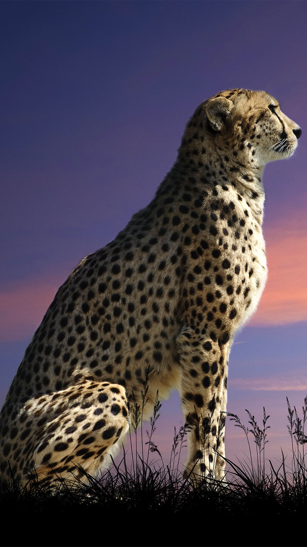 Cute Cheetah Background Images HD Pictures and Wallpaper For Free Download   Pngtree