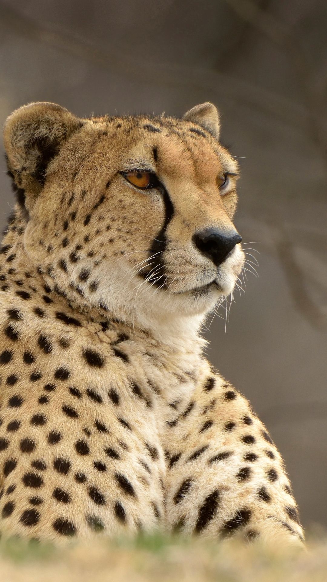 Cute Cheetah Wallpapers  Top Free Cute Cheetah Backgrounds   WallpaperAccess