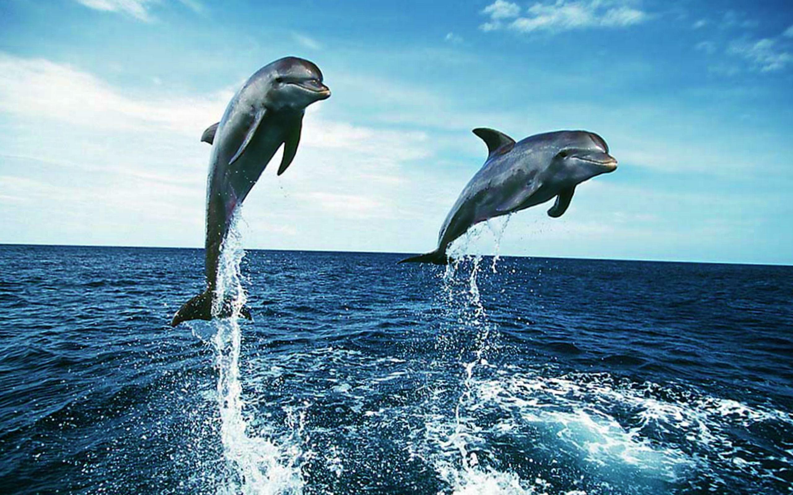 Cute Dolphin Wallpapers  Wallpaper Cave