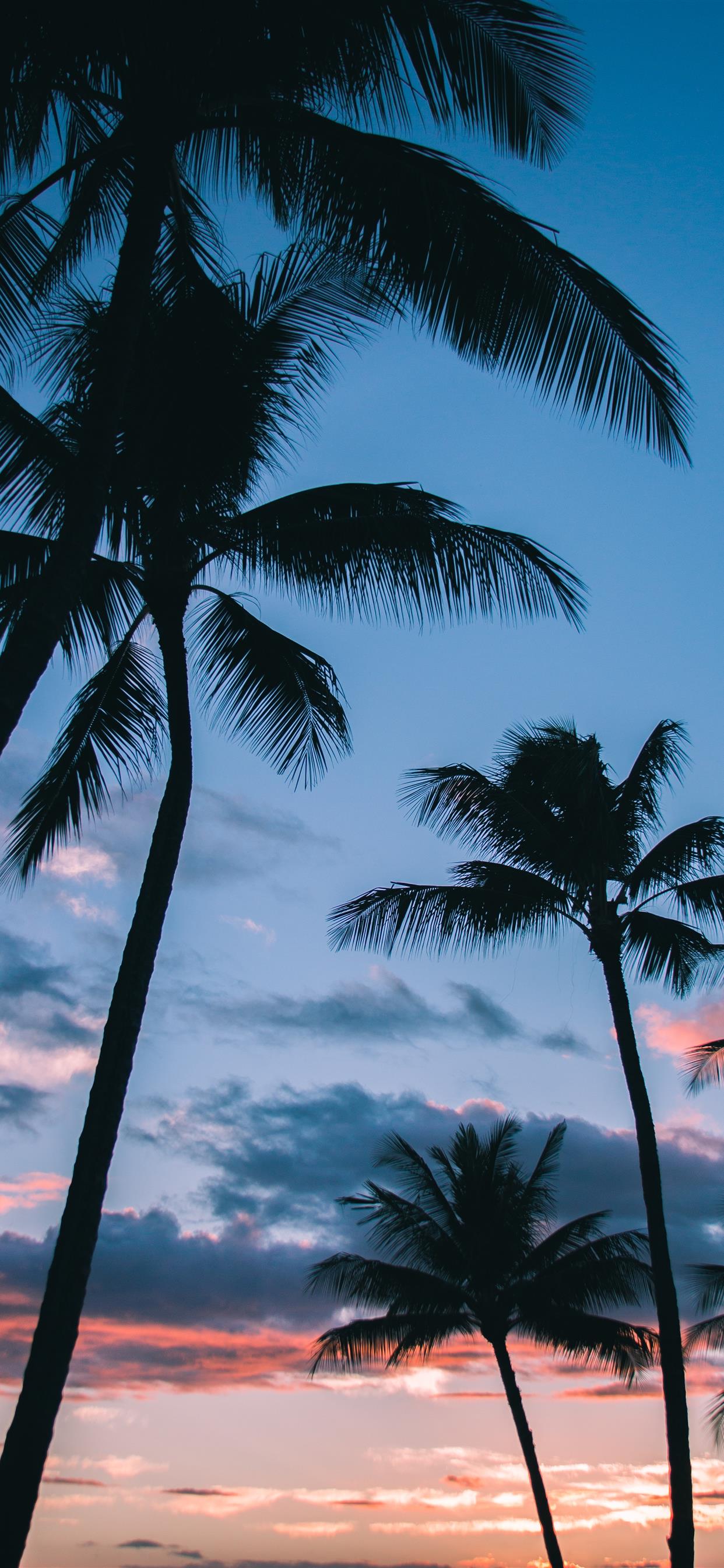 Palm Trees Wallpapers on WallpaperDog