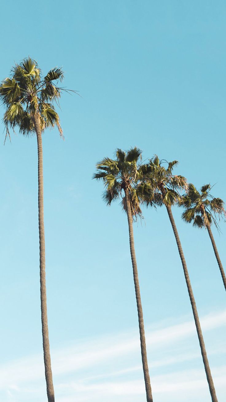 Palm Trees Wallpapers on WallpaperDog