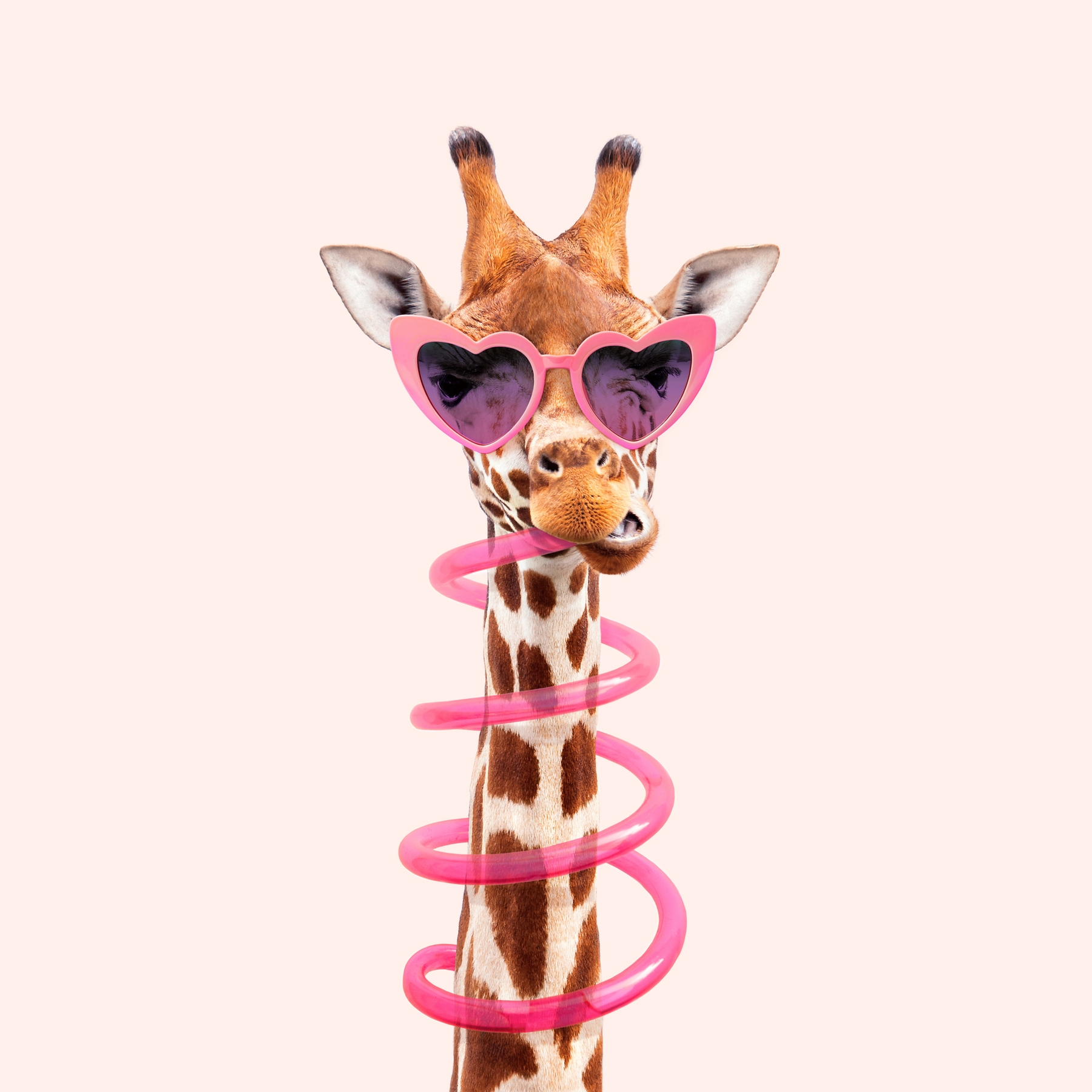 Cute Giraffe Mobile Wallpaper Images Free Download on Lovepik  400517495
