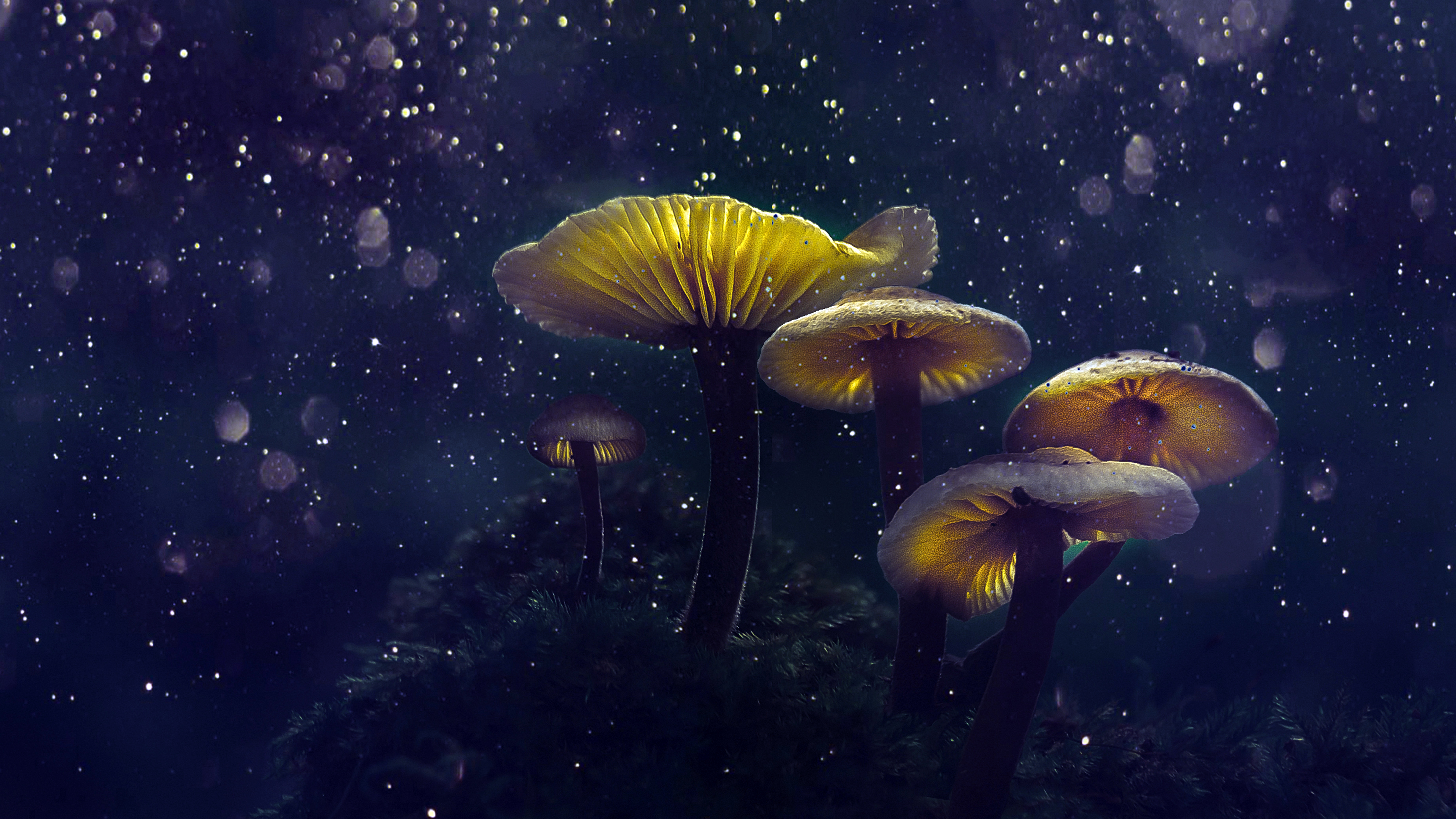 Download Psychedelic Mushrooms Rainbow RoyaltyFree Stock Illustration  Image  Pixabay