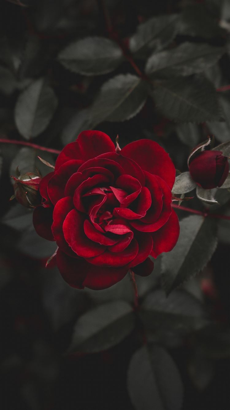 Red Rose Wallpaper 4K, Red flower, Black background, 8K