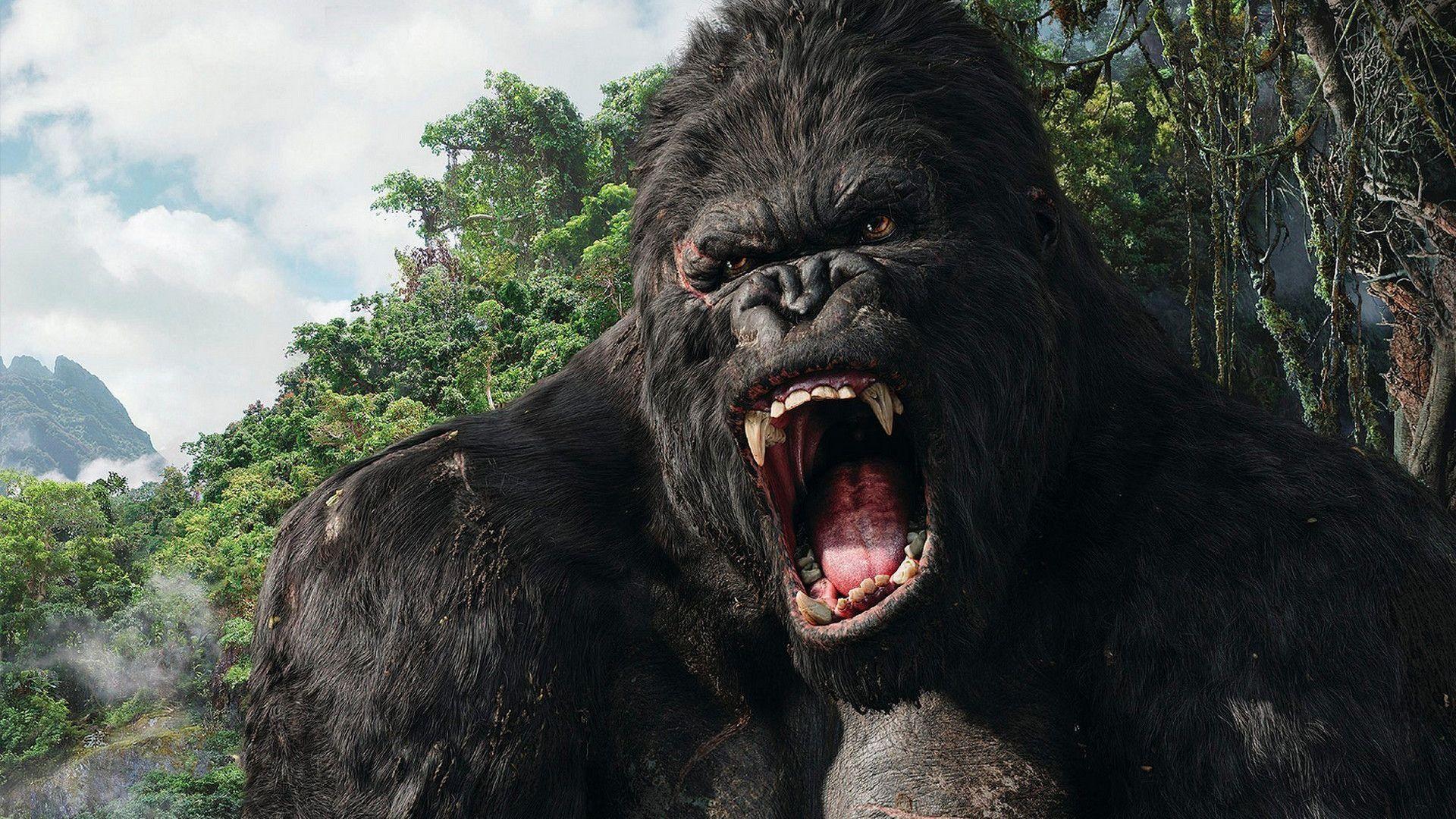 Angry gorilla HD wallpapers  Pxfuel