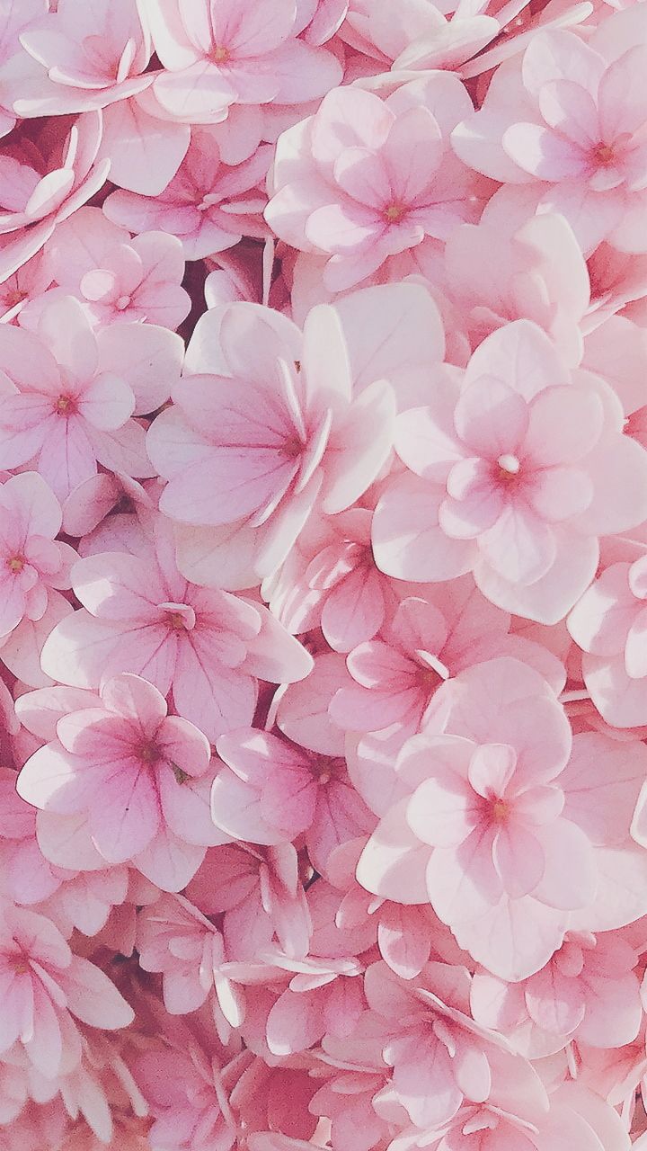 pink flower wallpaper