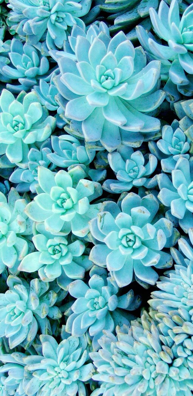Succulent Wallpapers  Top Free Succulent Backgrounds  WallpaperAccess