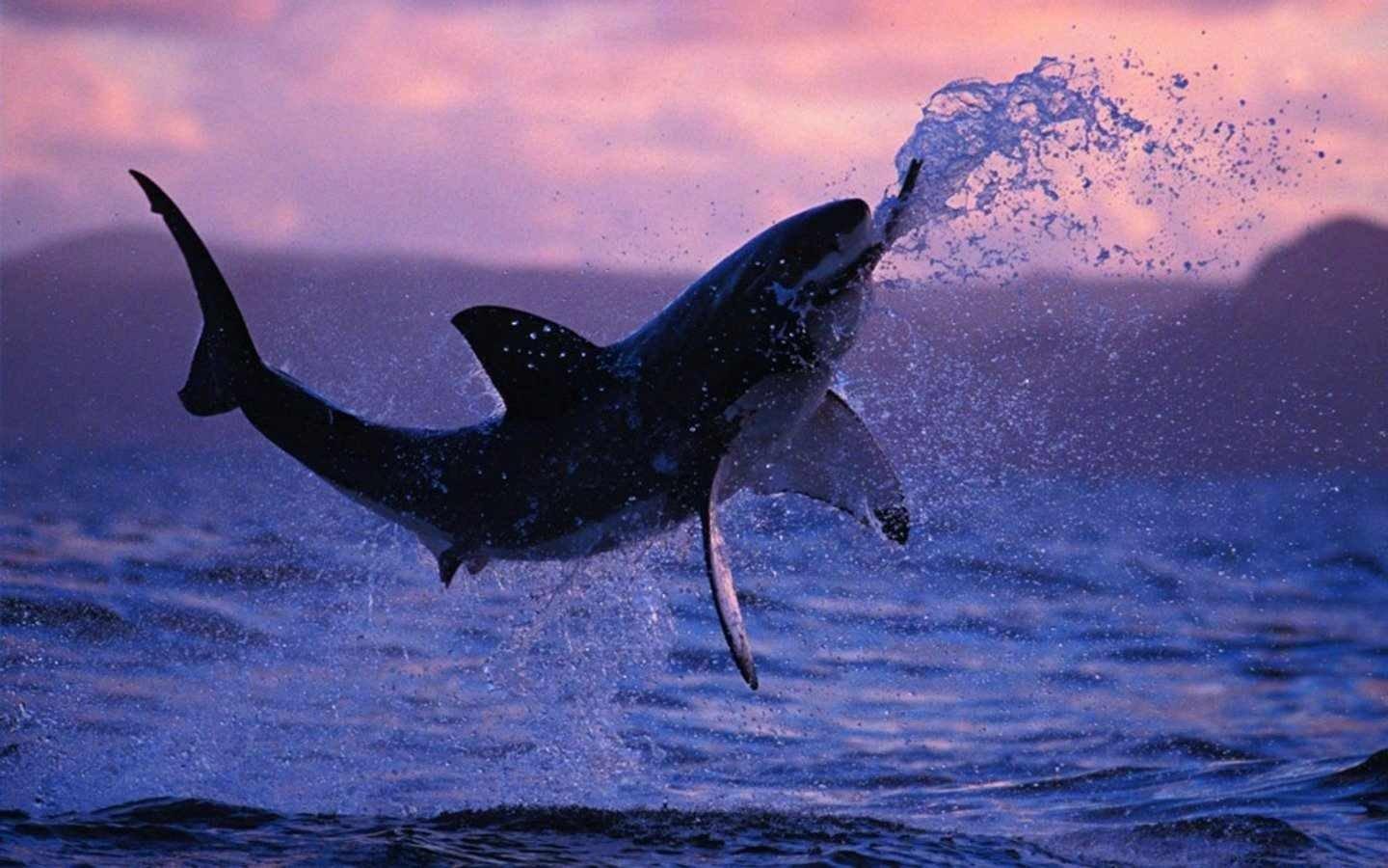 Great White Shark Wallpapers  Wallpaper Cave