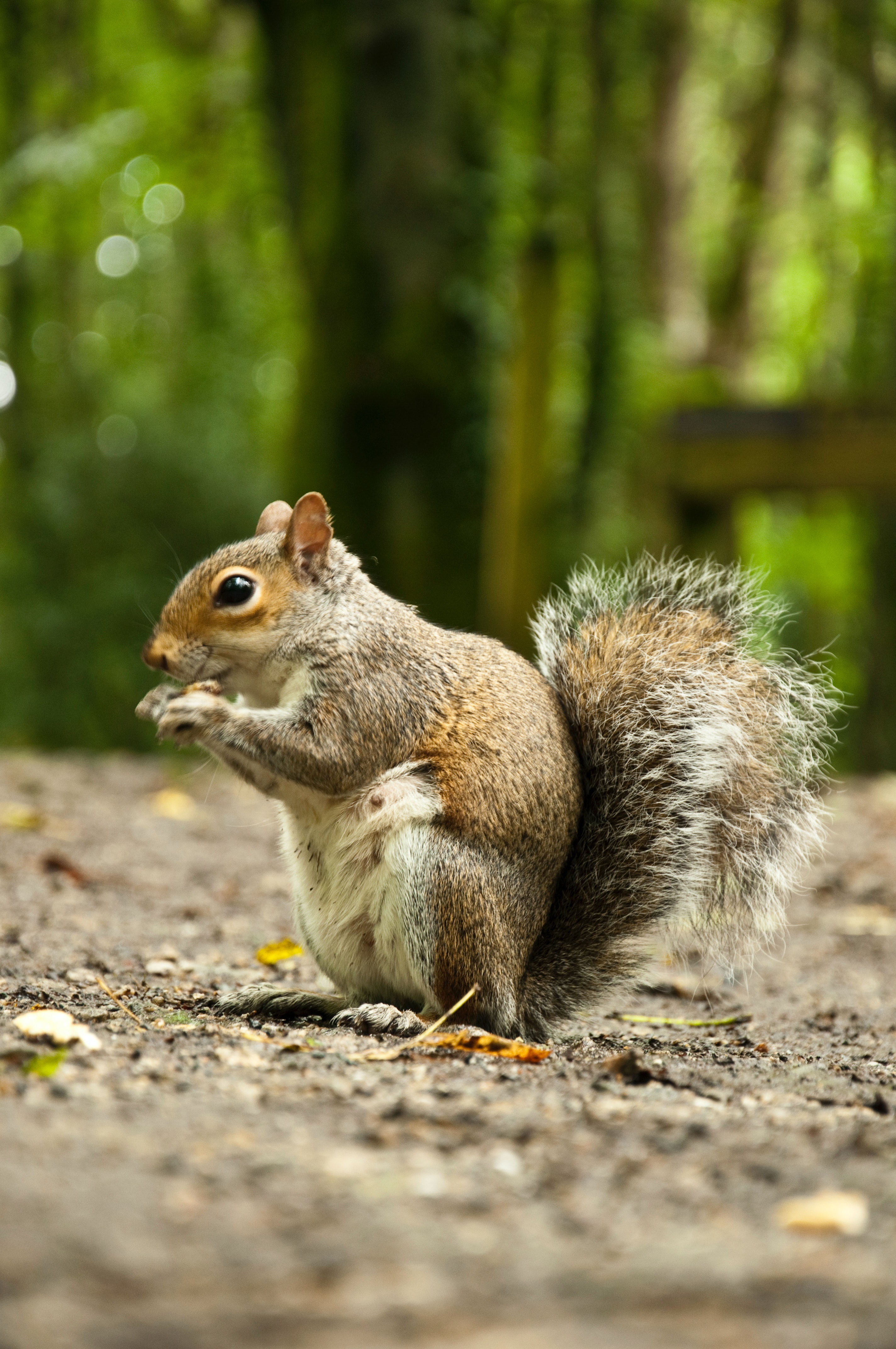 Red Squirrel Wallpapers - Wallpaper Cave