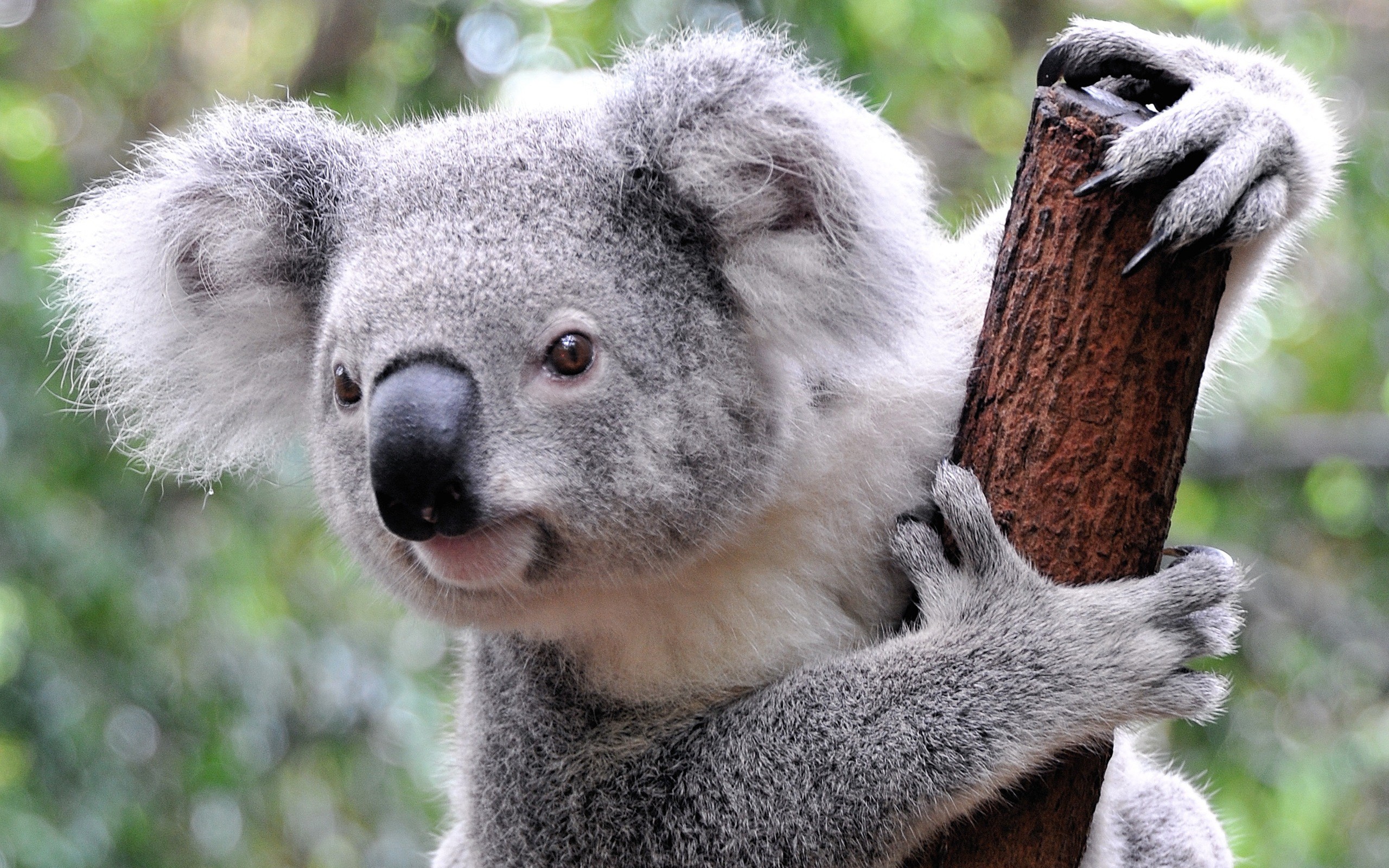 Koala Background Images HD Pictures and Wallpaper For Free Download   Pngtree