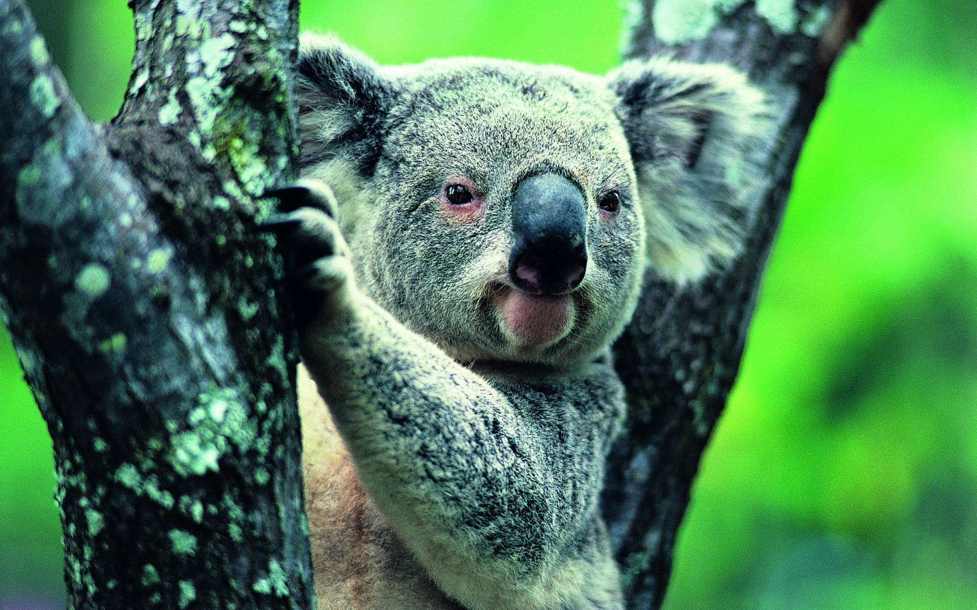Wallpaper Koala Vector Images over 1600