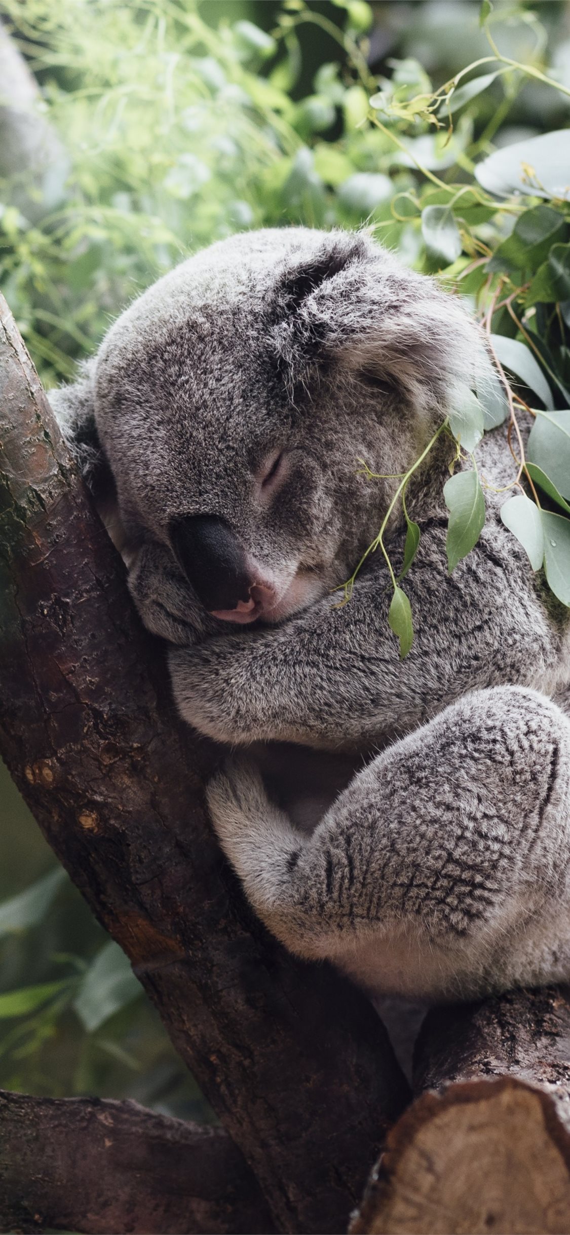 20200 Cute Koala Stock Photos Pictures  RoyaltyFree Images  iStock  Cute  koala white background