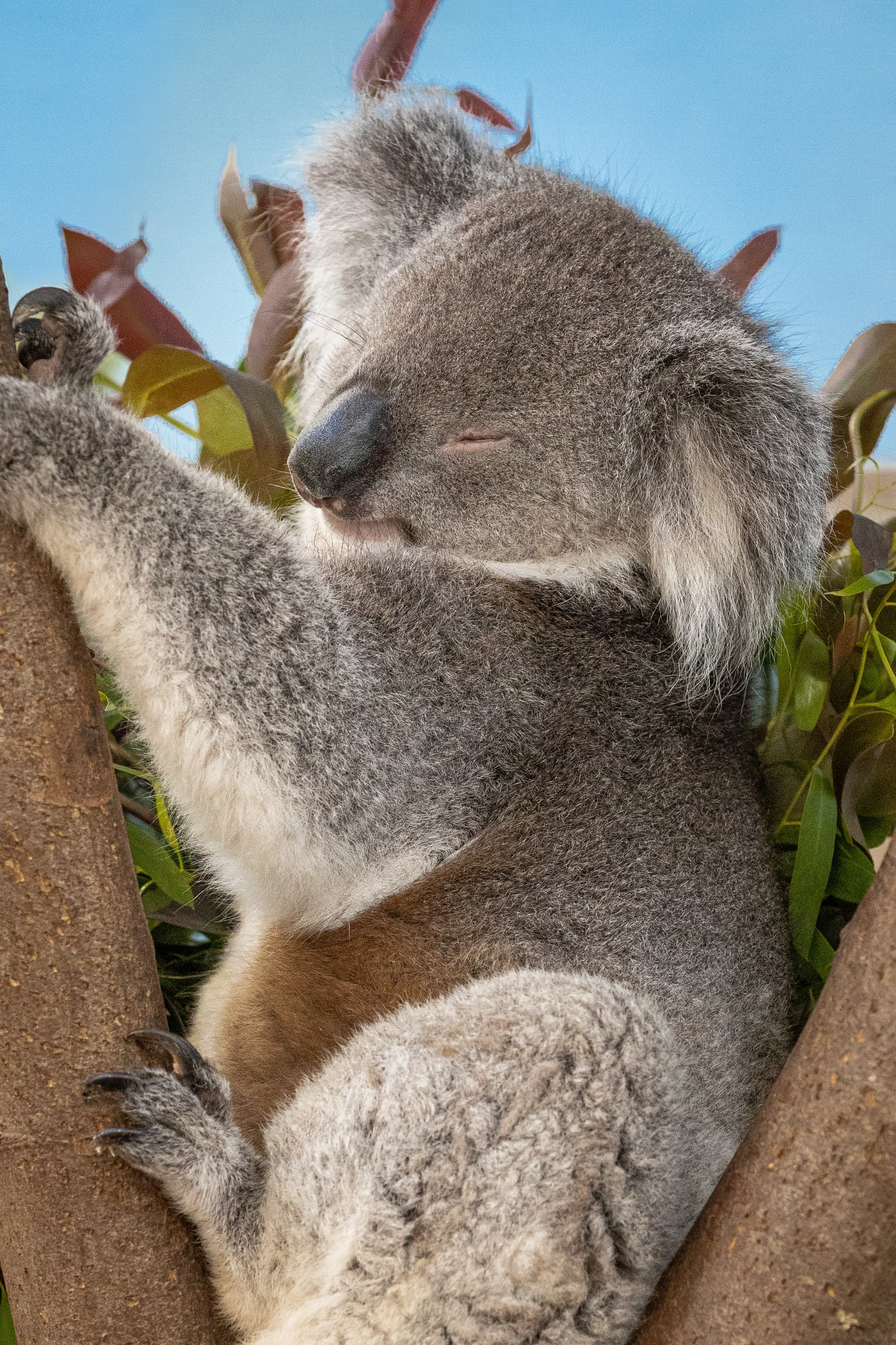 49 Cute Baby Koala Wallpaper  WallpaperSafari