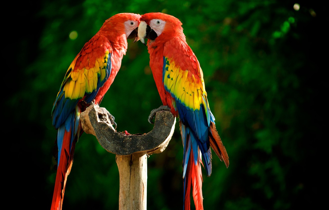 Beautiful Parrot Wallpaper for Android iPhone  iPad  Odia Wallpaper