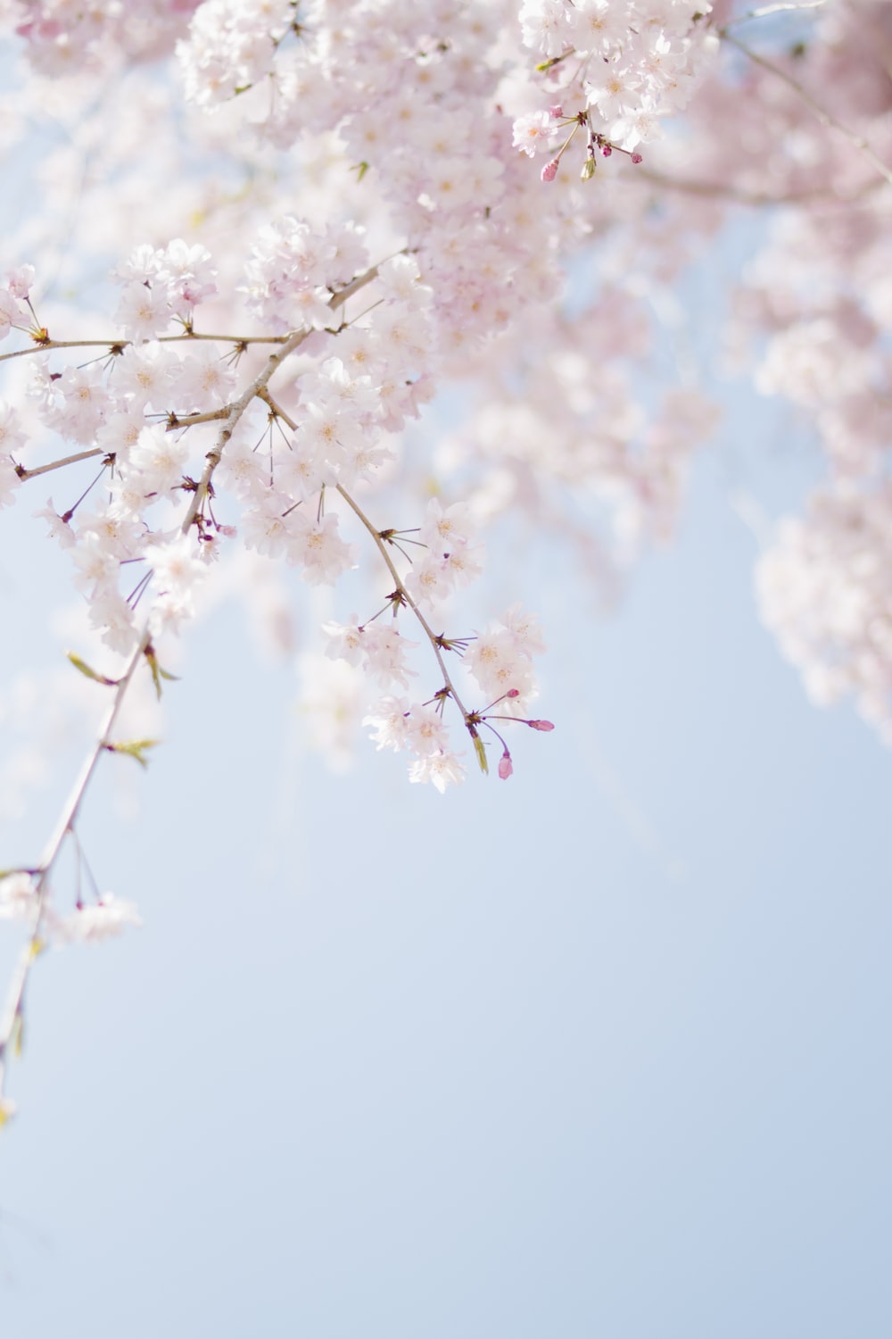 Cherry Blossom Photos, Download The BEST Free Cherry Blossom Stock Photos &  HD Images