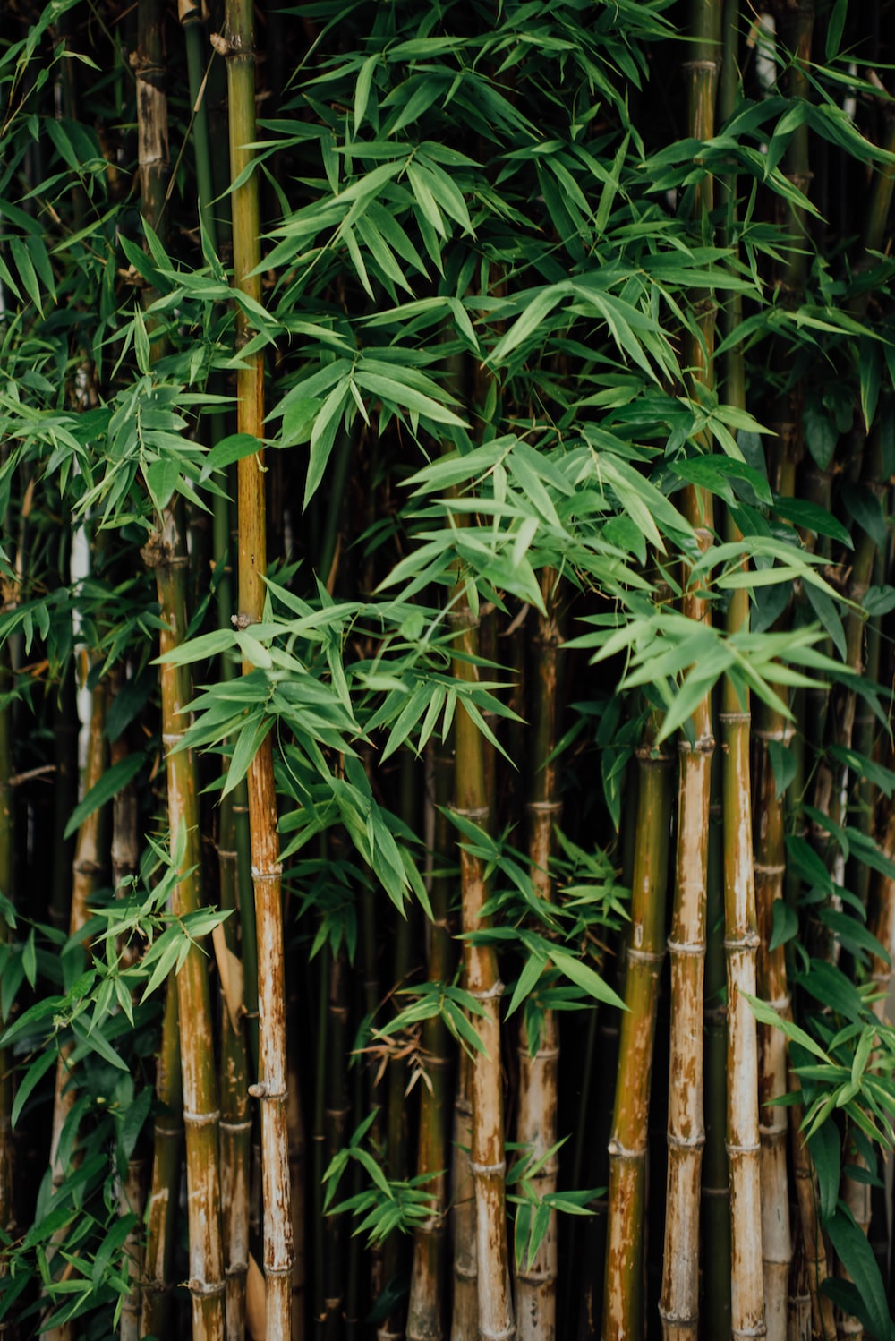 Download A fresh look at green bamboo Wallpaper  Wallpaperscom