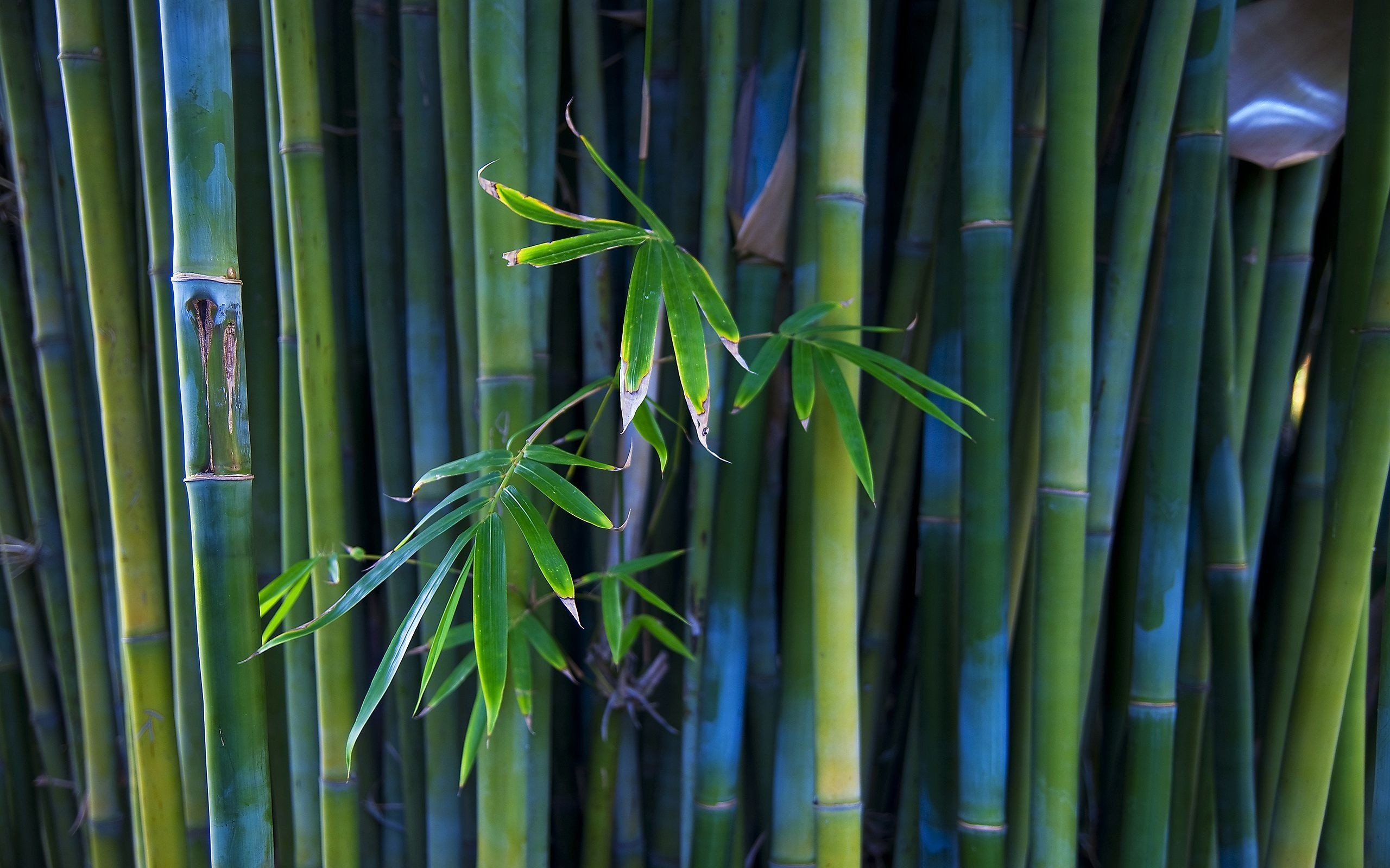 Bamboo Wallpapers on WallpaperDog