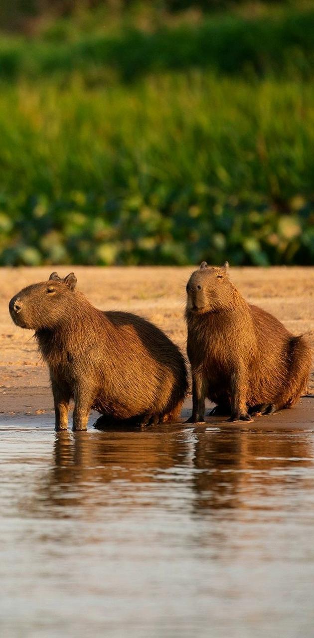 Free download Capybara Hd Wallpaper 1920x1080 for your Desktop Mobile   Tablet  Explore 30 Capybara Wallpapers 