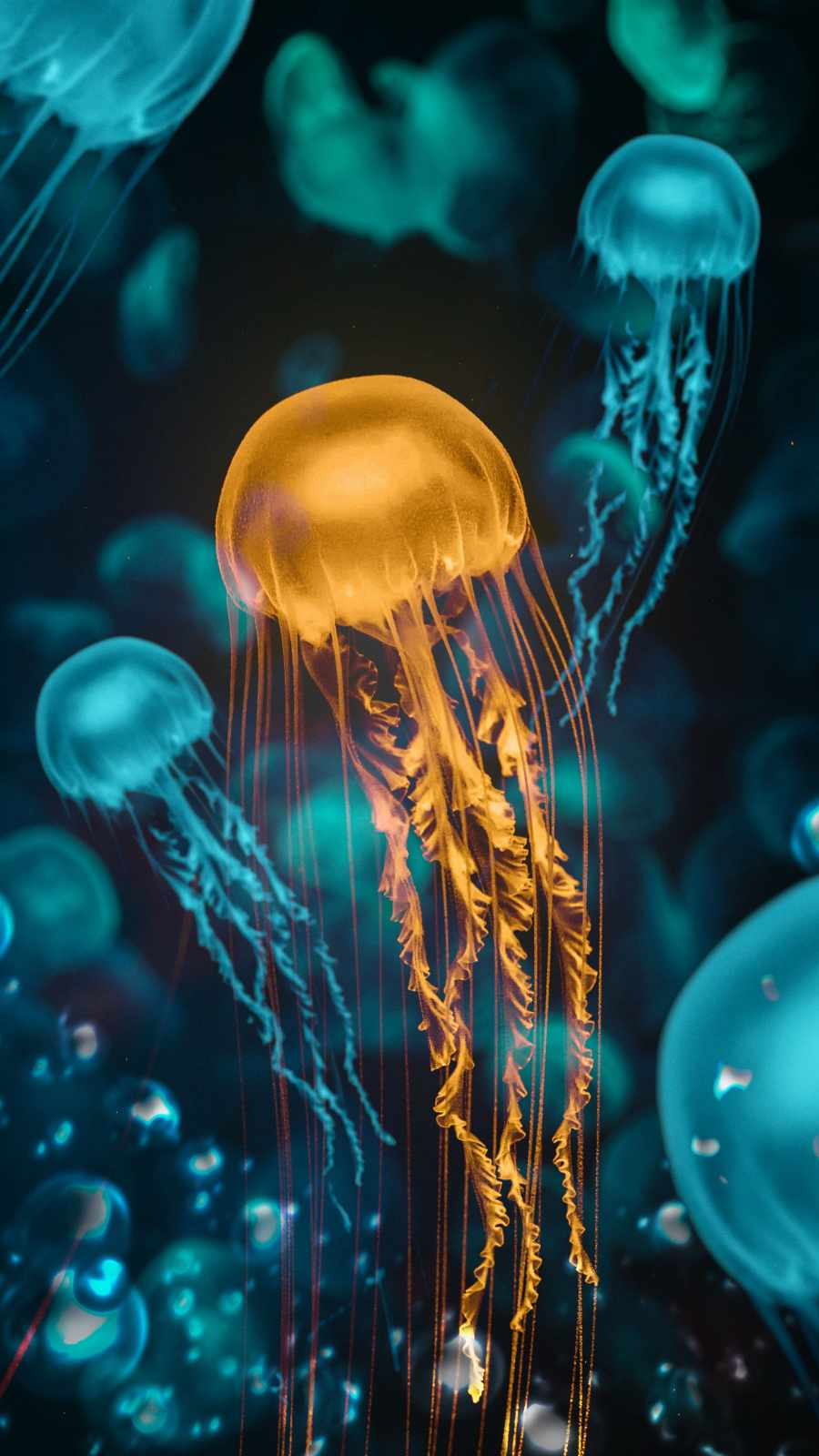 140 4K Jellyfish wallpapers  Download Free backgrounds