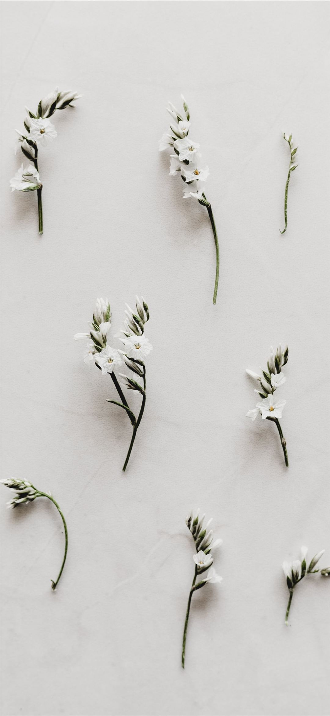 white flower Wallpapers on WallpaperDog