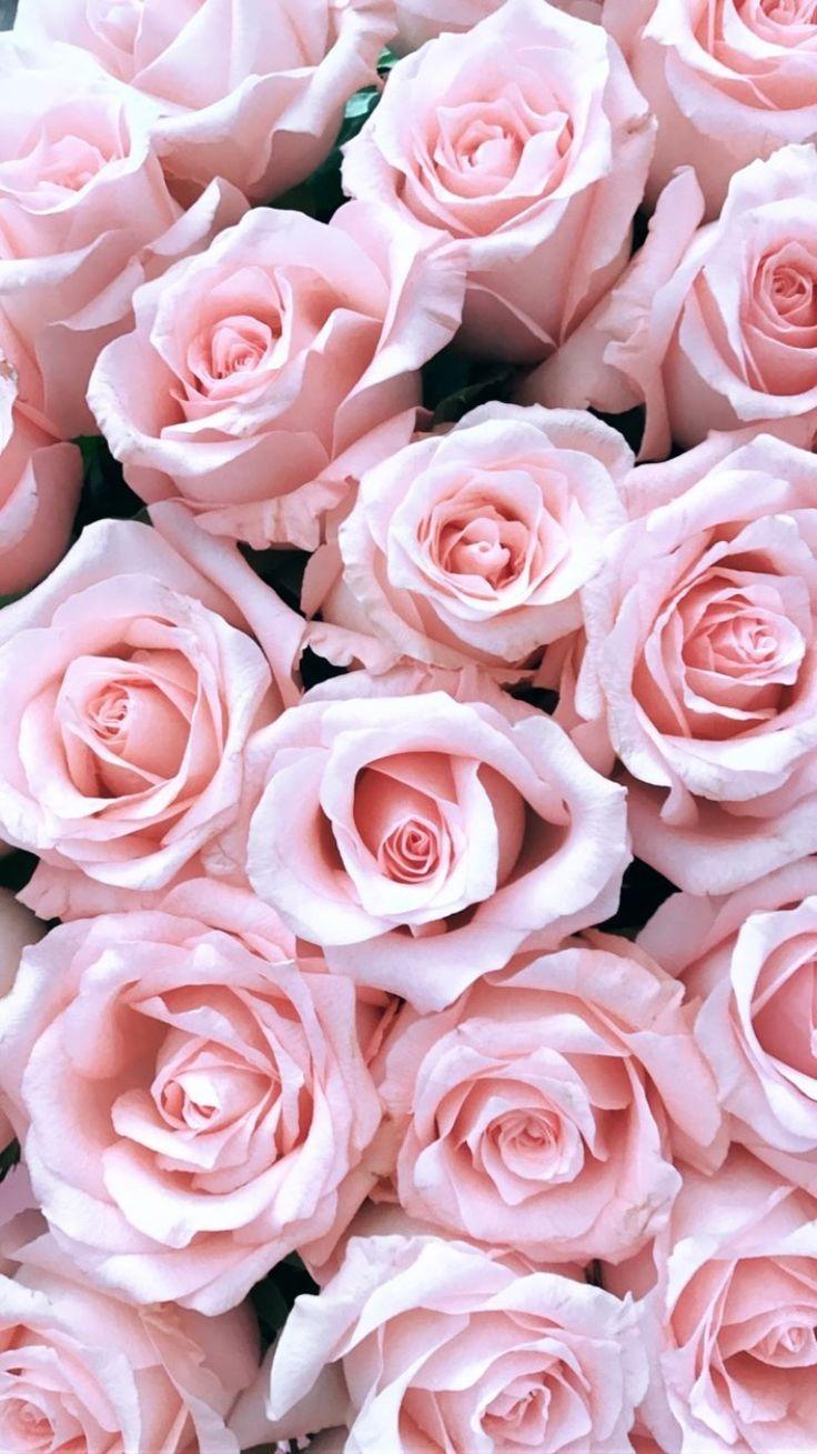 Pink | Roses | Pink Roses Flowers Wallpaper Download | MobCup