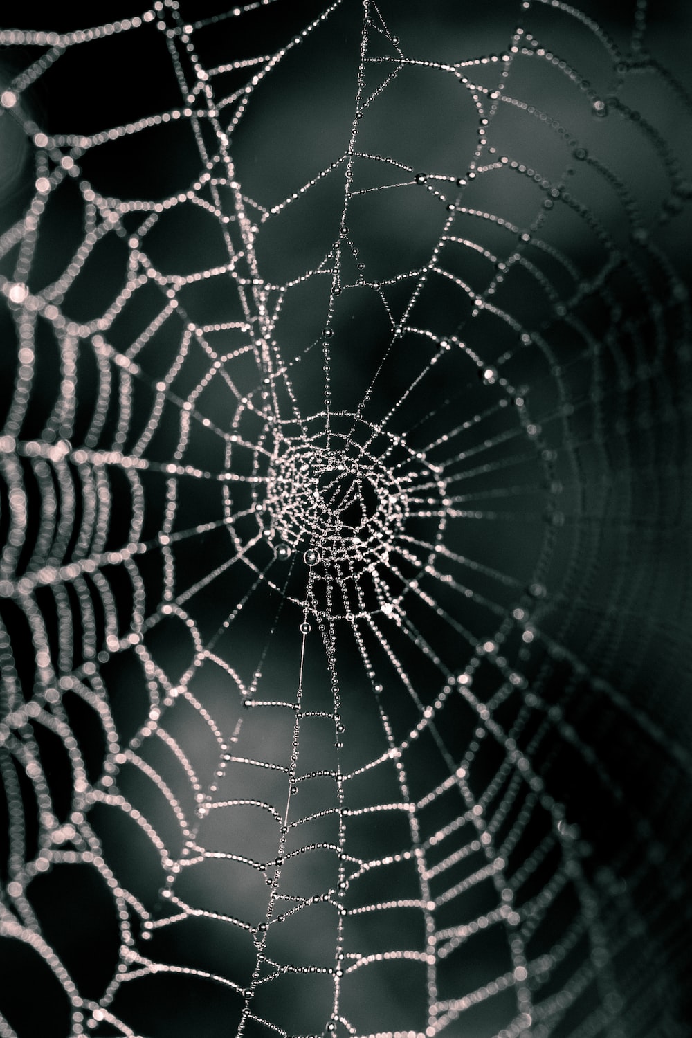 Spider Web Images  Free Photos, PNG Stickers, Wallpapers & Backgrounds -  rawpixel