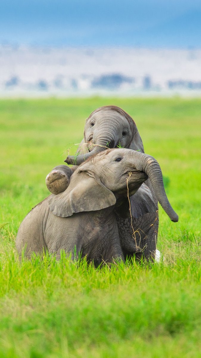 30+ Cute & Funny Baby Elephant Images That Will Brighten Up Your Day - 500px