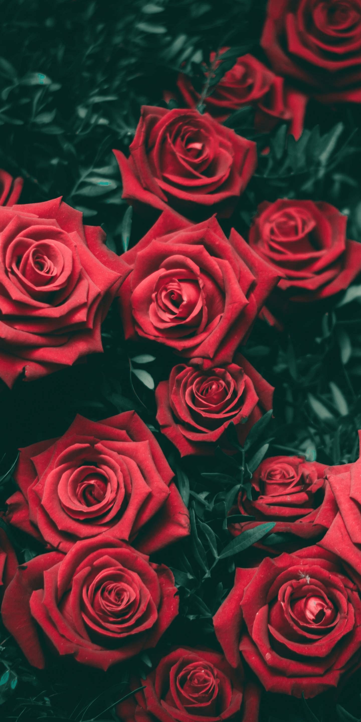 Download Dark Red Aesthetic Hand Holding A Rose Wallpaper  Wallpaperscom
