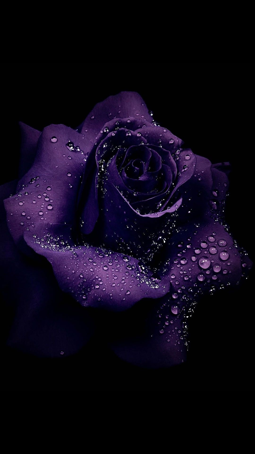 Hình nền hoa hồng tím giúp bạn bộc lộ sự trang nhã và sang trọng của mình. Bức ảnh này sẽ biến chiếc điện thoại của bạn trở thành một tác phẩm nghệ thuật đích thực.