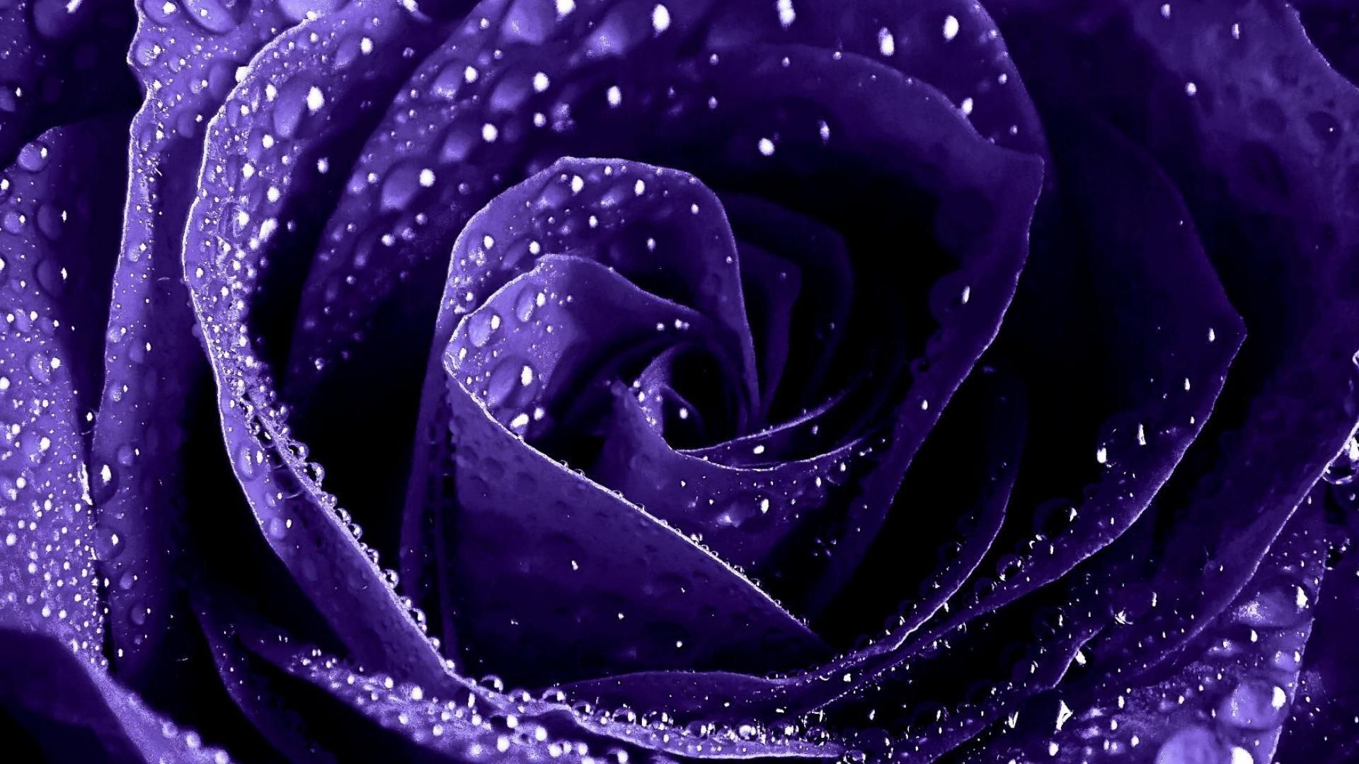 Đắm mình trong thế giới tuyệt vời của những bông hoa hồng tím qua bộ sưu tập hình nền độc đáo từ chúng tôi. Mỗi tấm hình đều đầy sức sống và màu sắc tươi sáng, hứa hẹn sẽ làm cho màn hình của bạn trở nên hoàn hảo hơn.