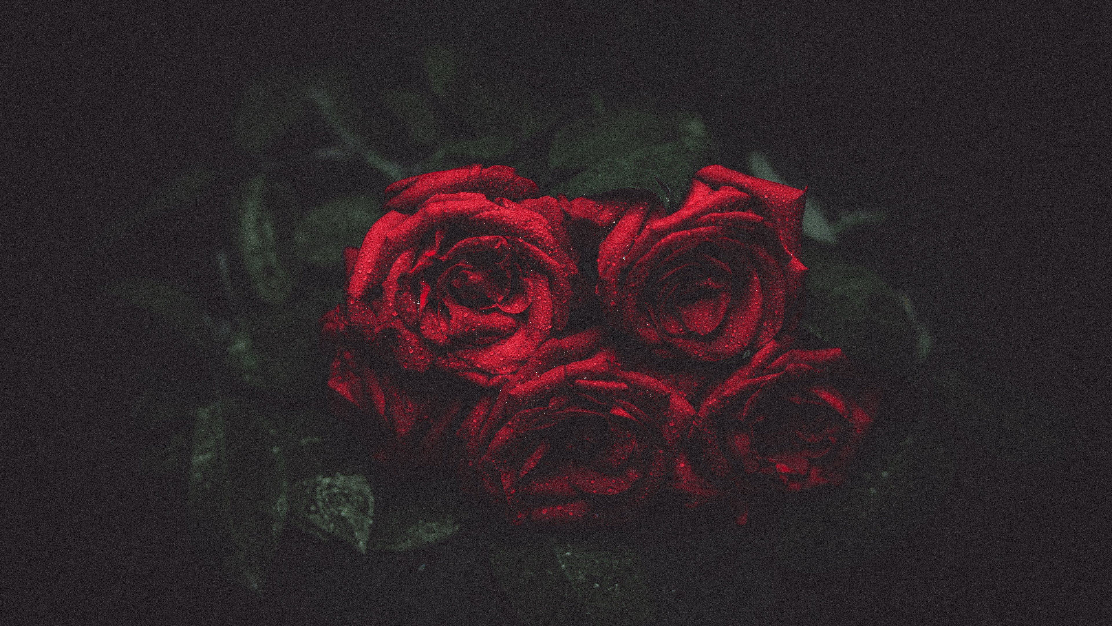 Red Roses Wallpapers On Wallpaperdog