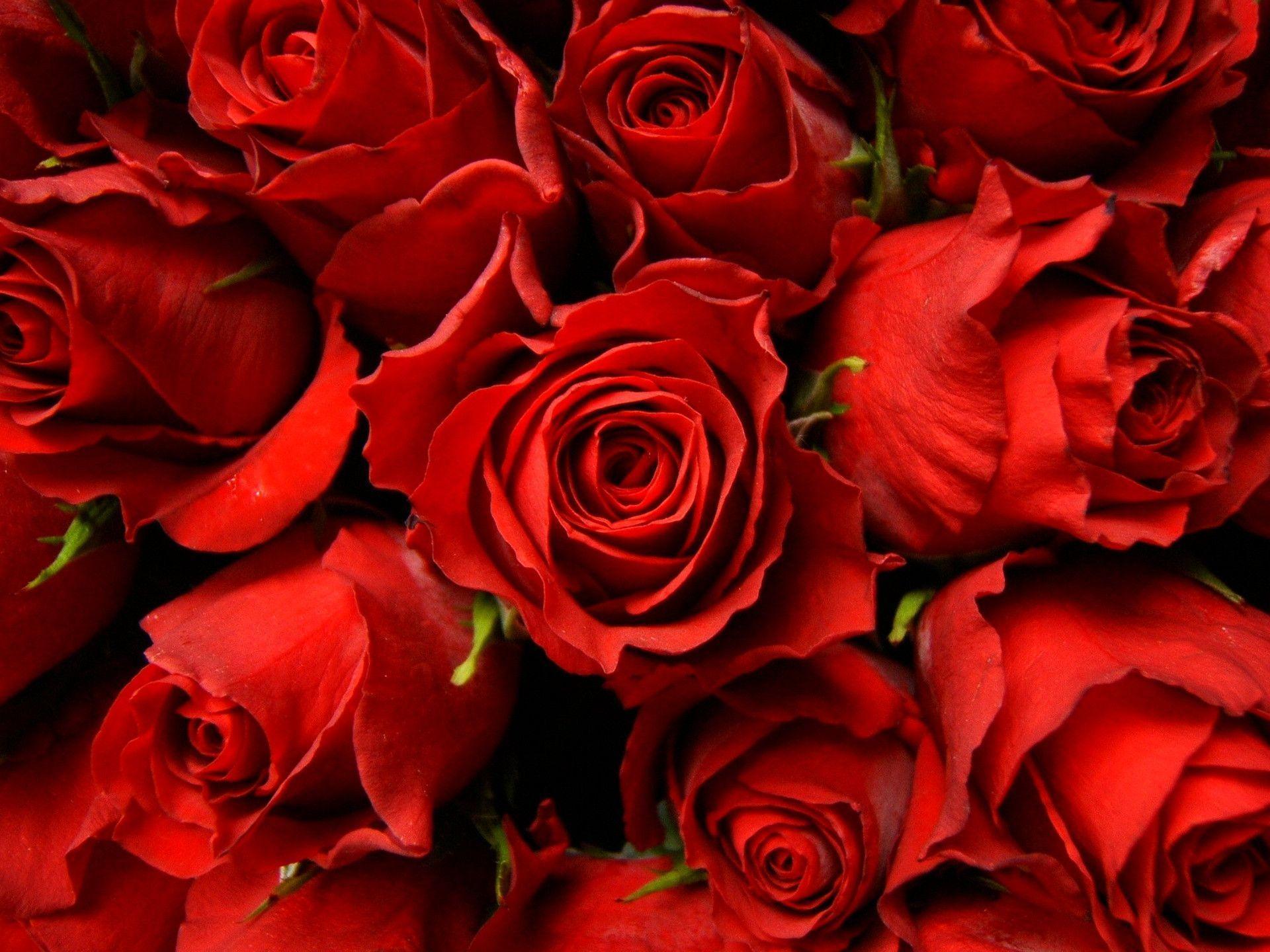Hoa đỏ là biểu tượng của tình yêu và sự nhẹ nhàng. Hãy thưởng thức hình ảnh của những bông hoa đỏ và cảm nhận vẻ đẹp tuyệt đẹp của chúng.