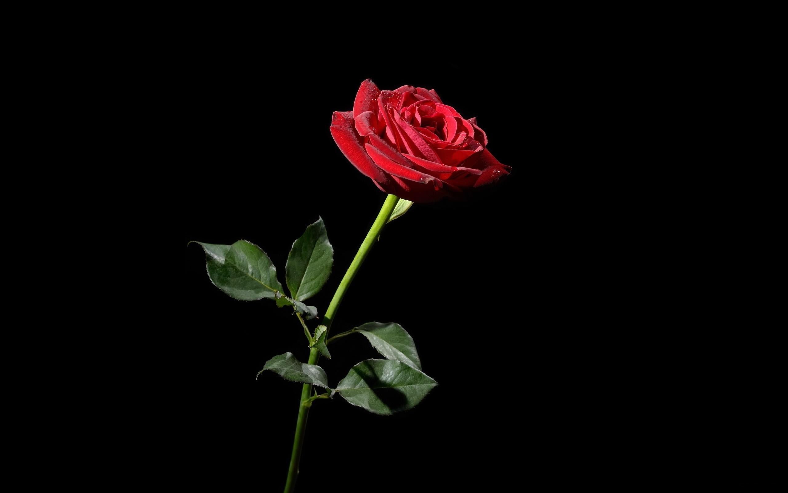 Red Rose Flower Isolated On The Black Background Stock Photo  Download  Image Now  Rose  Flower Red Black Background  iStock