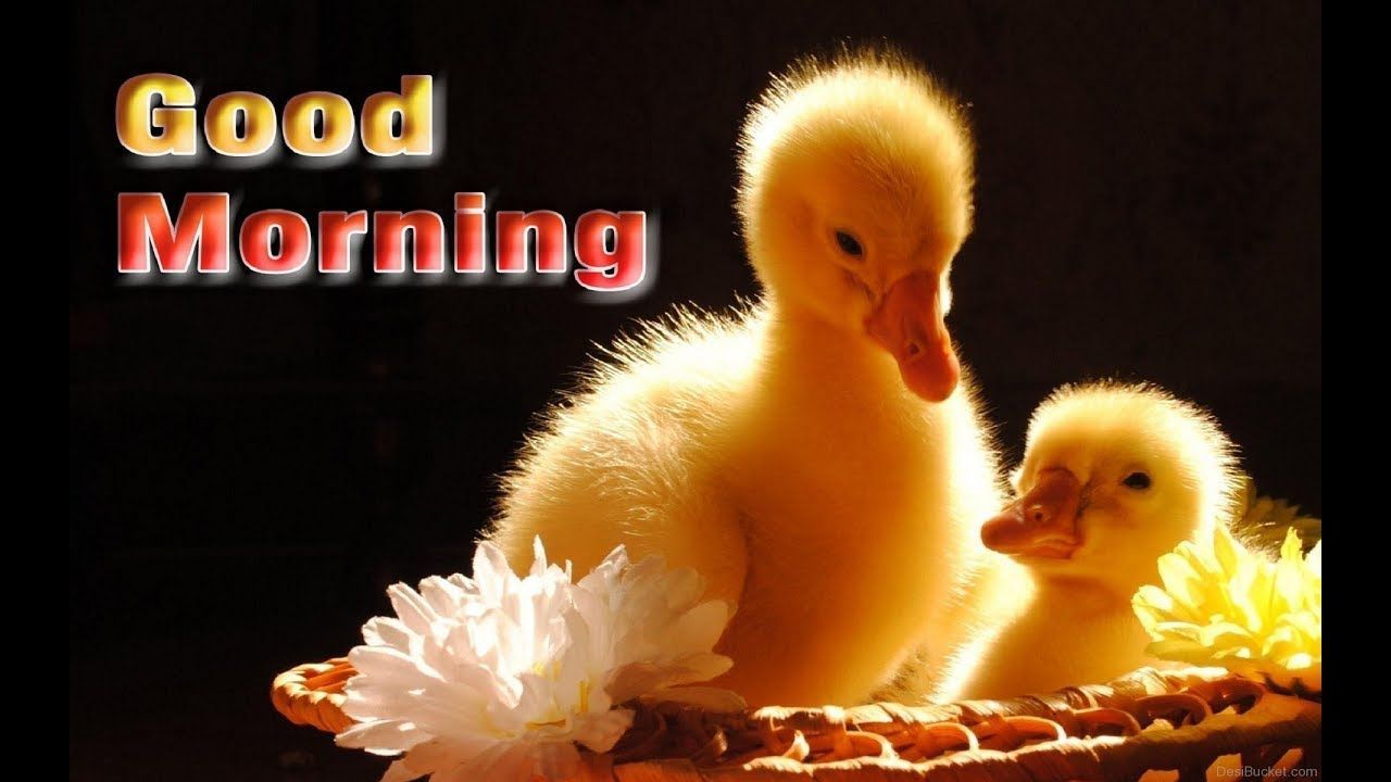 1280x720 Good Morning Images Cute Wallpapers Photos Pics Wishes | YouTube