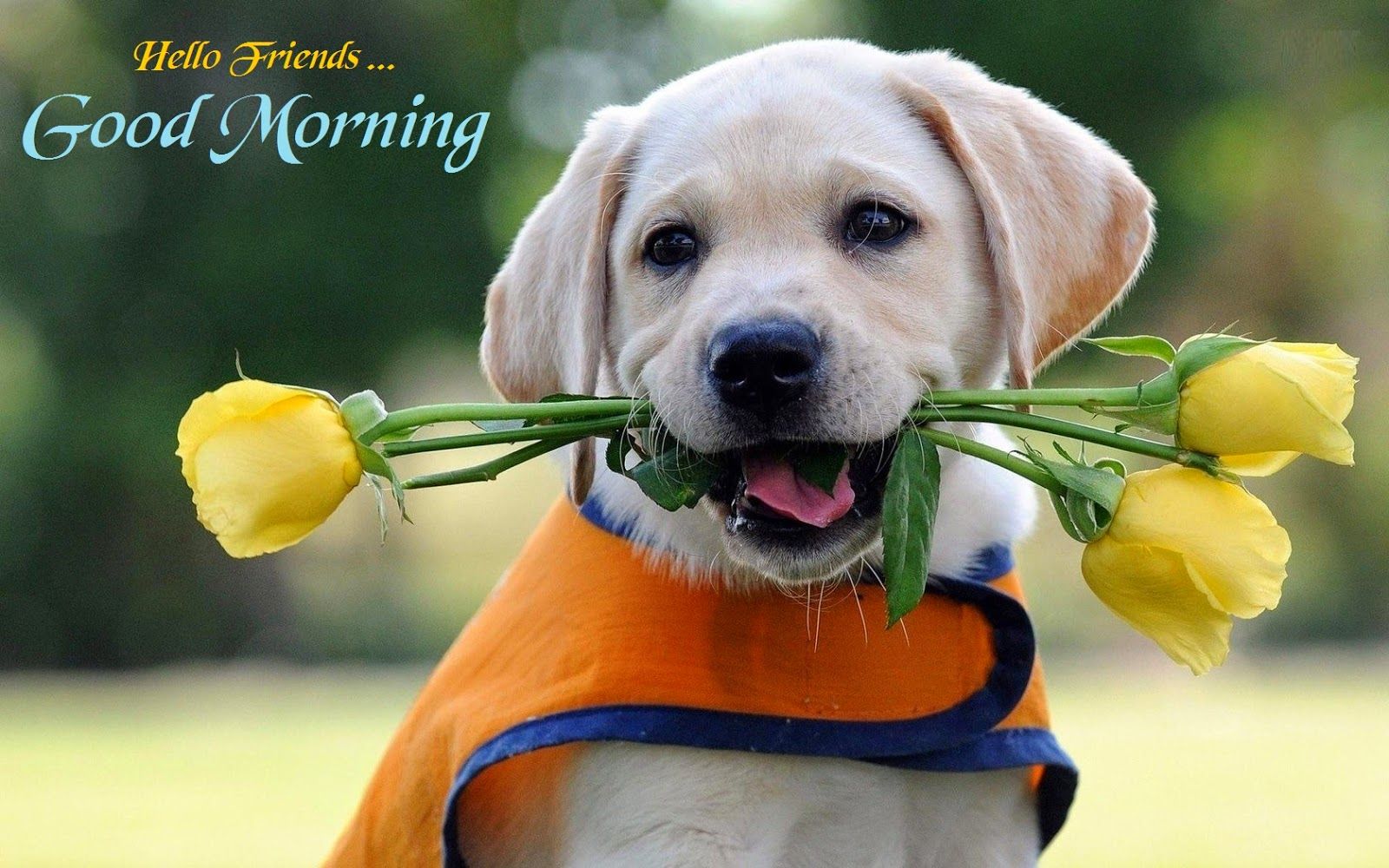 1600x1000 Good Morning Wishes With Dogs Pictures, Images