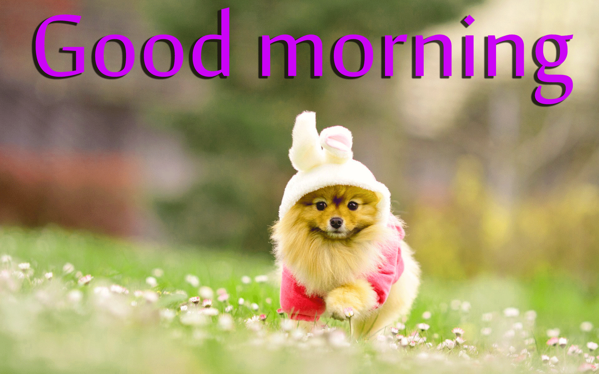 1920x1200 125+ cute Sweet puppies good morning images photo pics HD Download