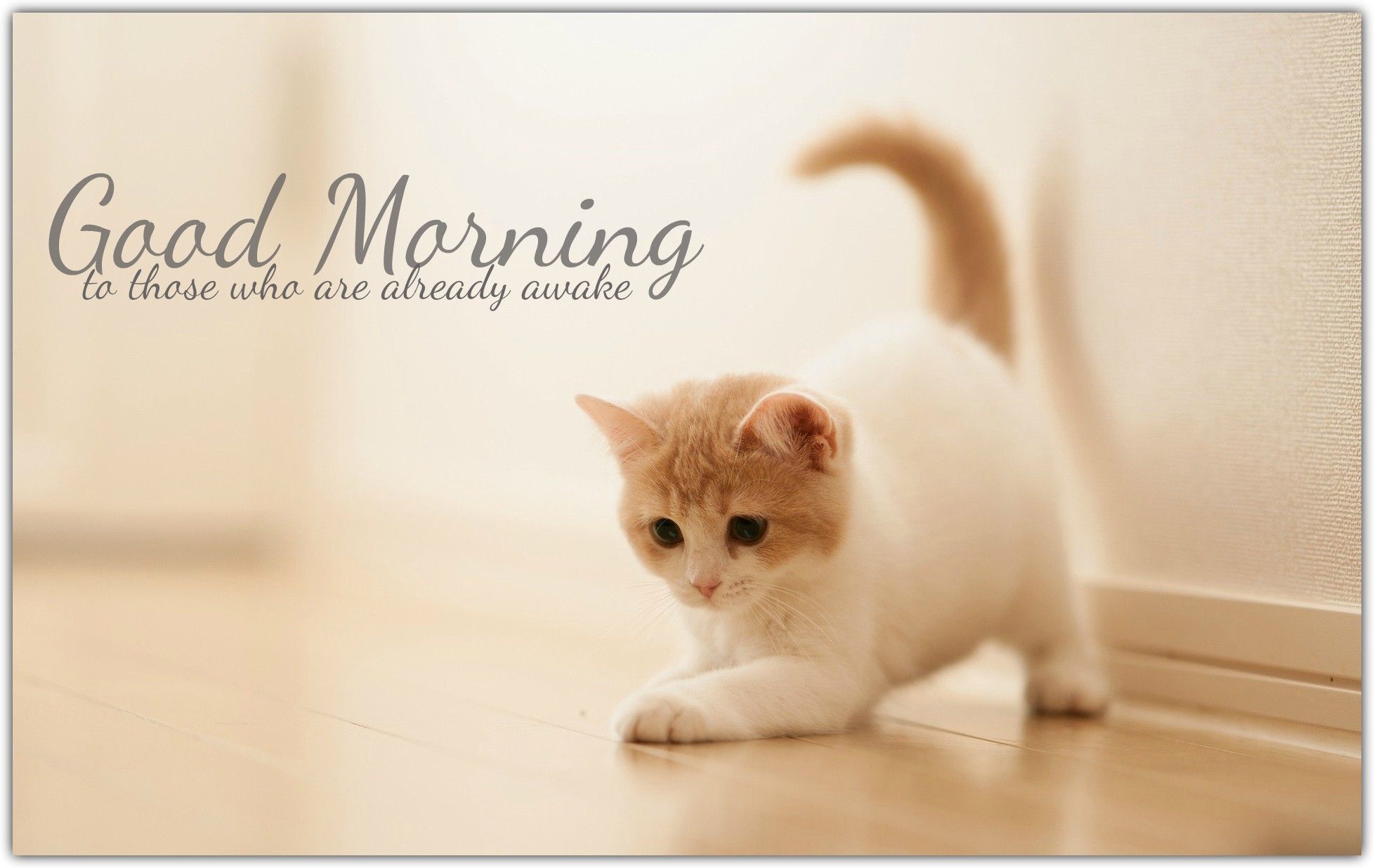 1956x1236 Cute Cat With Good Morning Wallpaper - good wallpaper