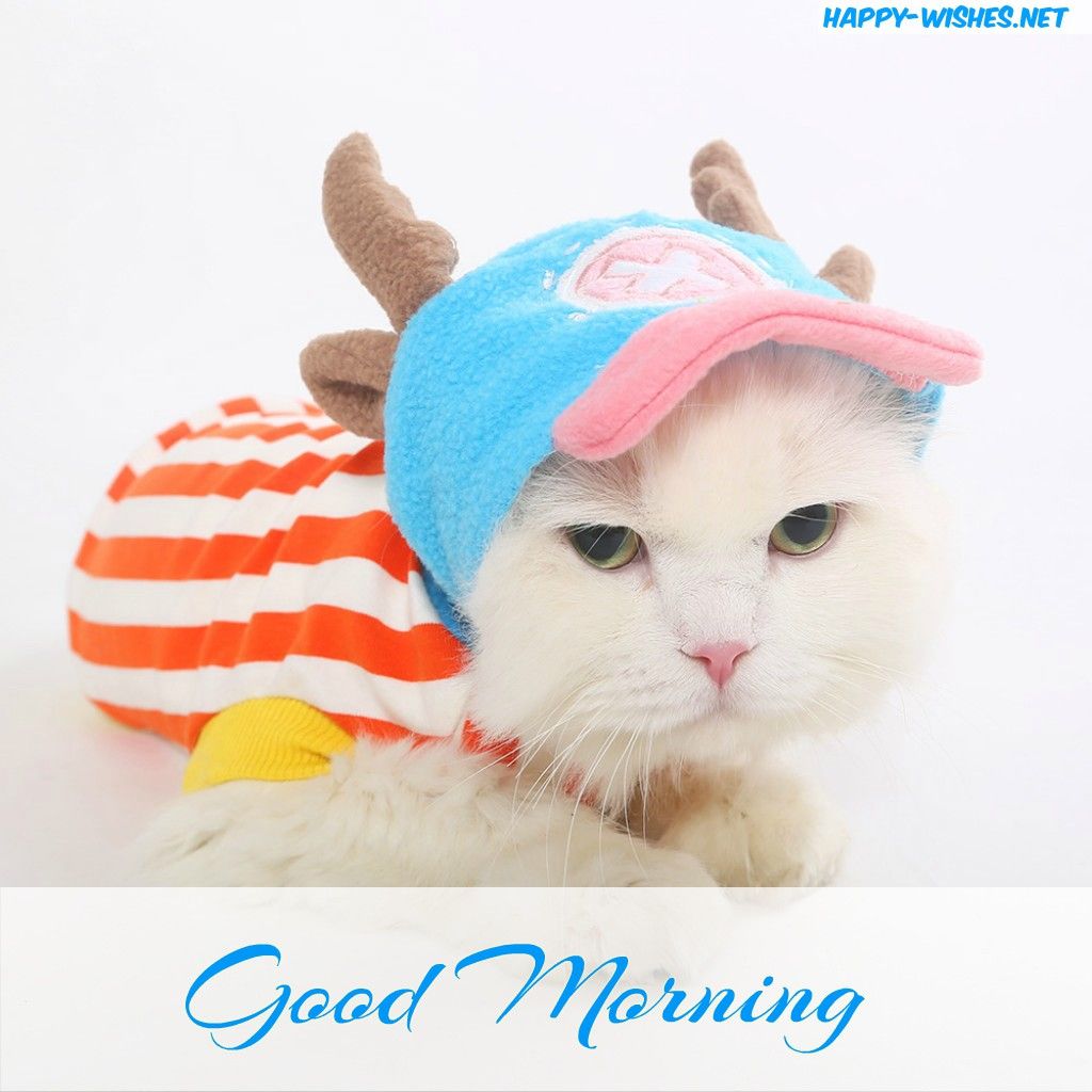 1024x1024 40 Good Morning Wishes For Cat Lovers - Images, Pictures