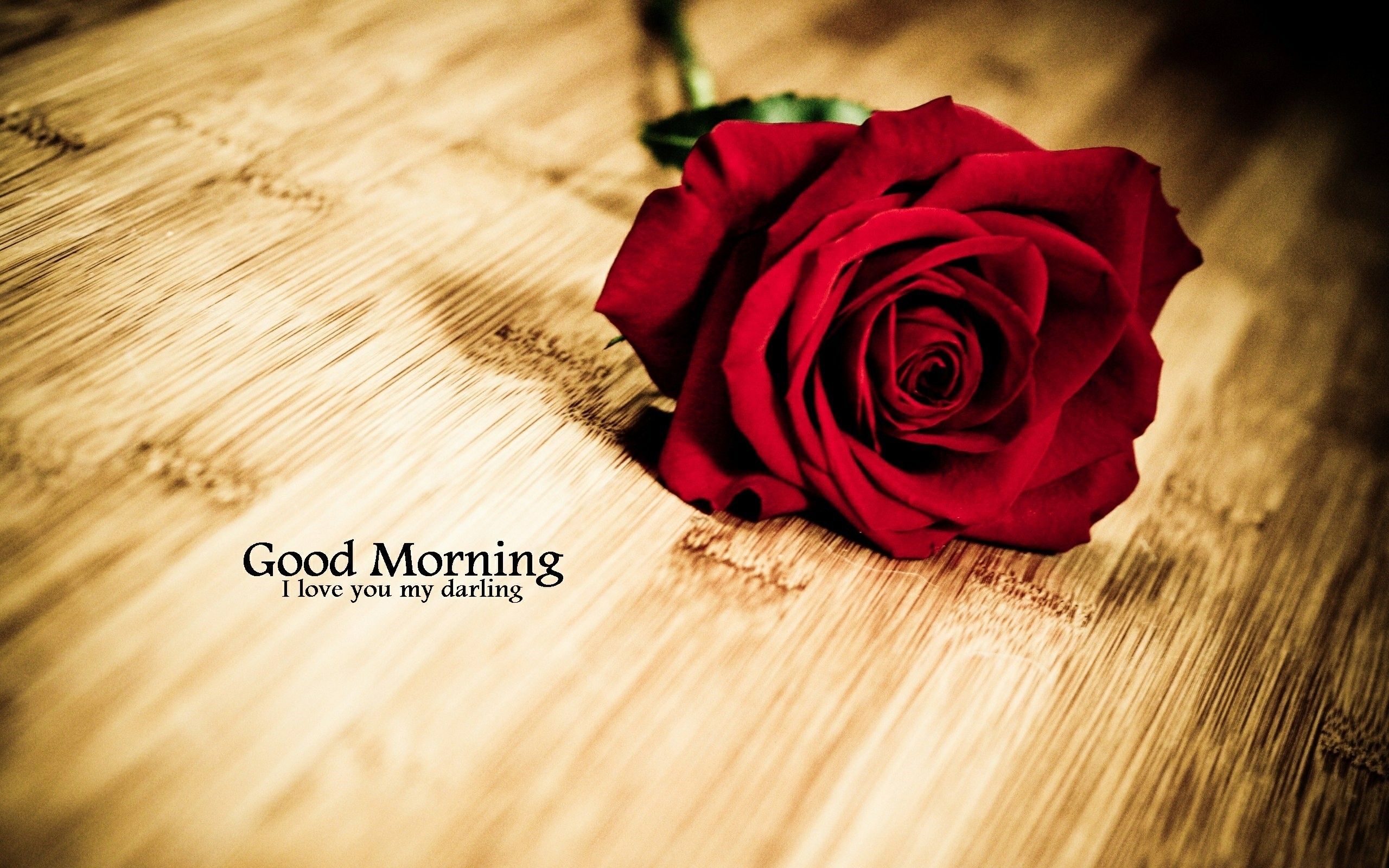 2560x1600 69+ Good Morning Wallpapers on WallpaperPlay