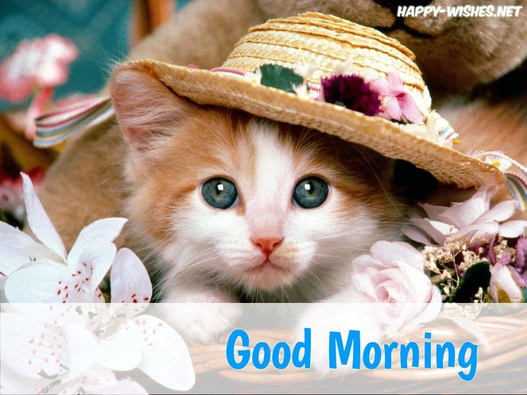 1024x768 40 Good Morning Wishes For Cat Lovers - Images, Pictures