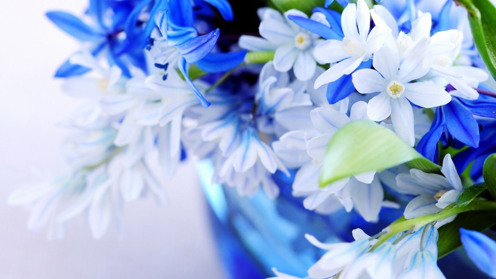 Most Beautiful Flowers Wallpapers On