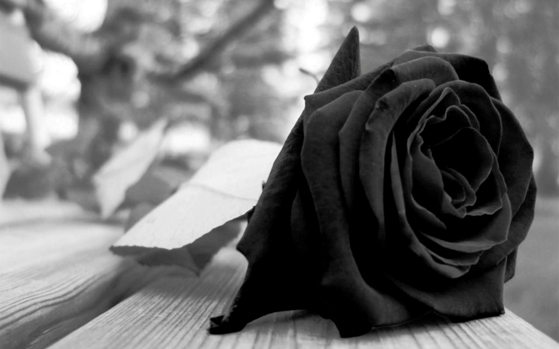 Photography black rose 11-media.comraphy
