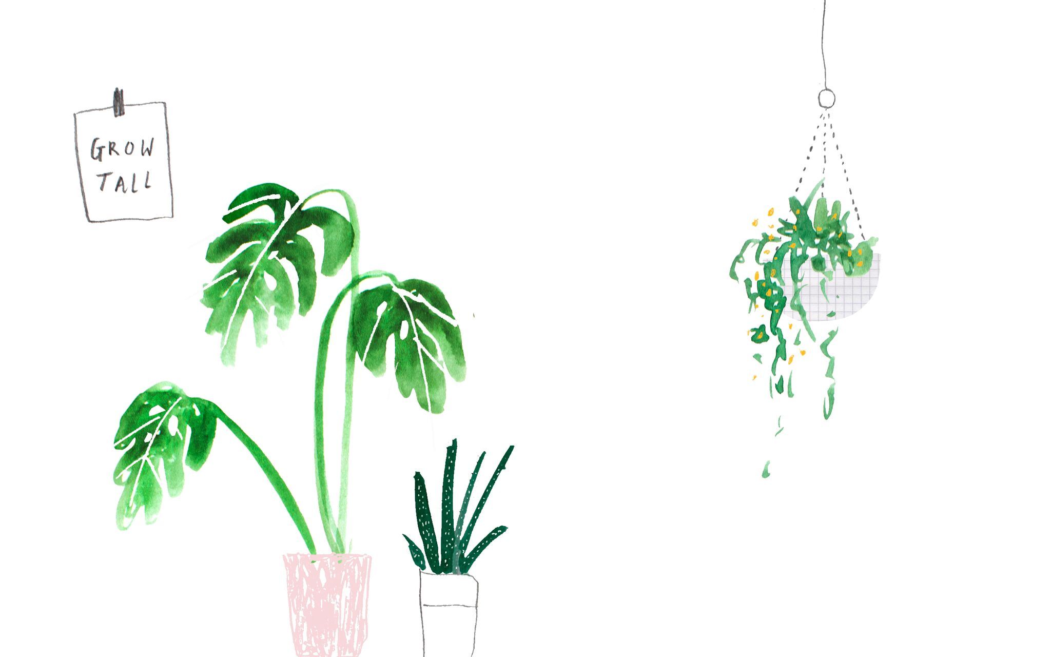 Cute Aesthetic Plant Wallpapers on WallpaperDog