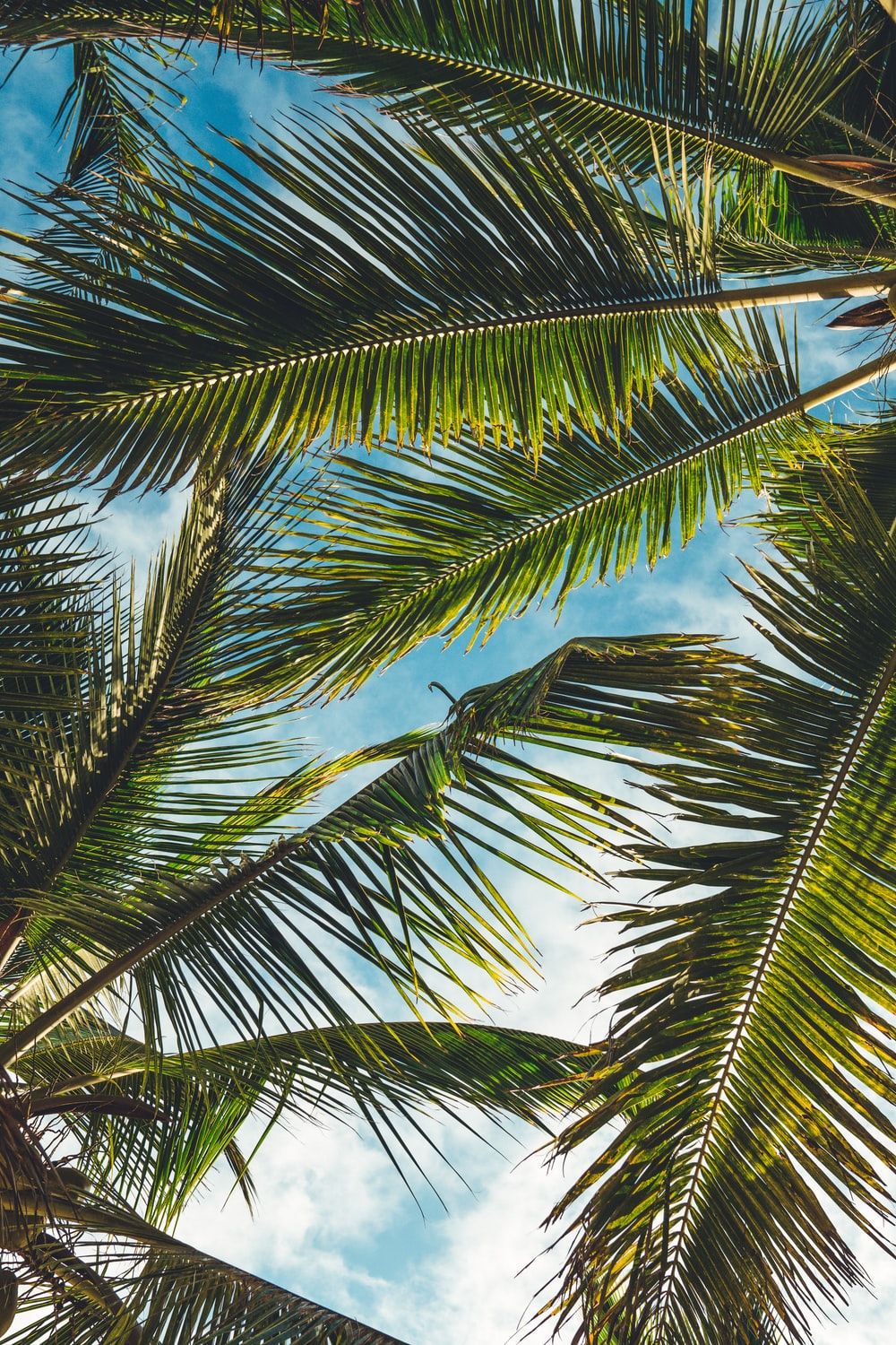 7000 Awesome Palm Tree Pictures  Images HD  Pixabay