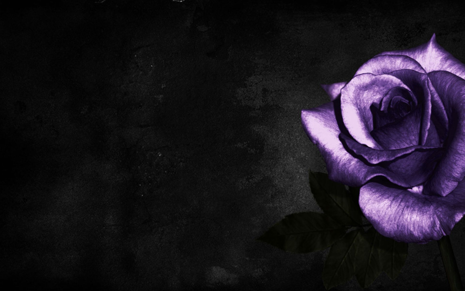 Black roses HD wallpapers  Pxfuel