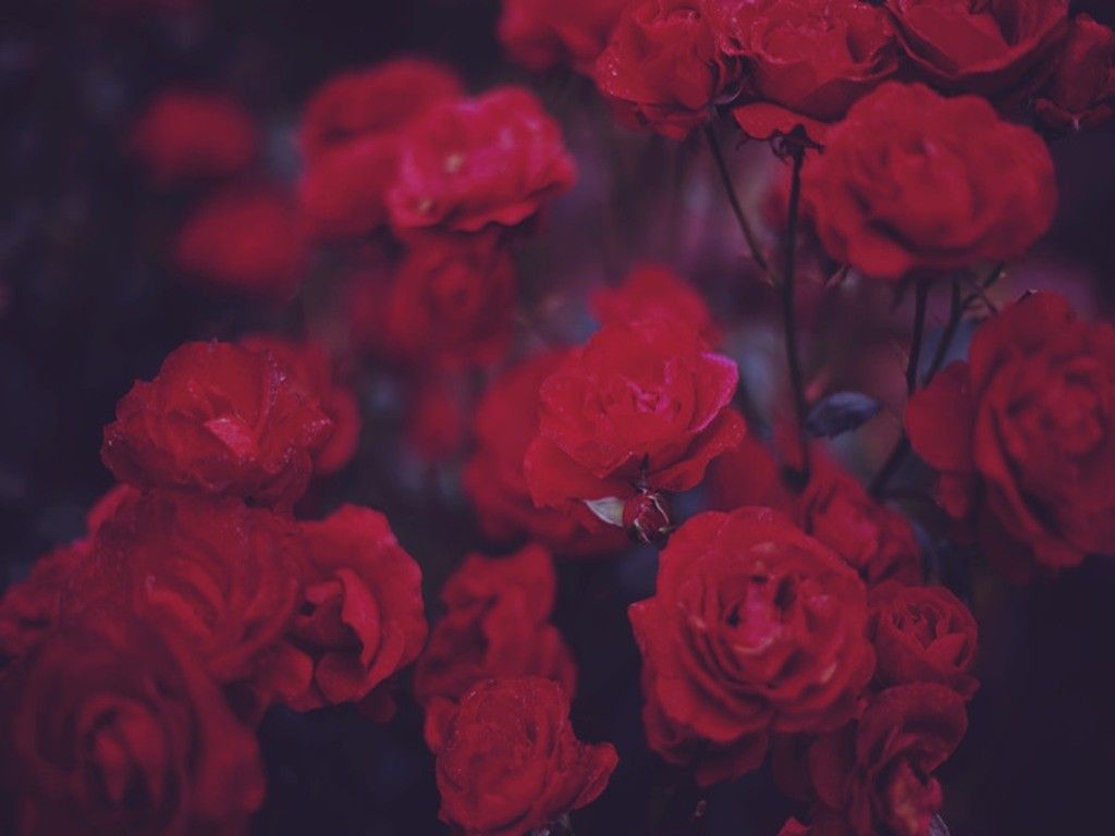 Red Rose Aesthetic Computer Wallpapers on WallpaperDog