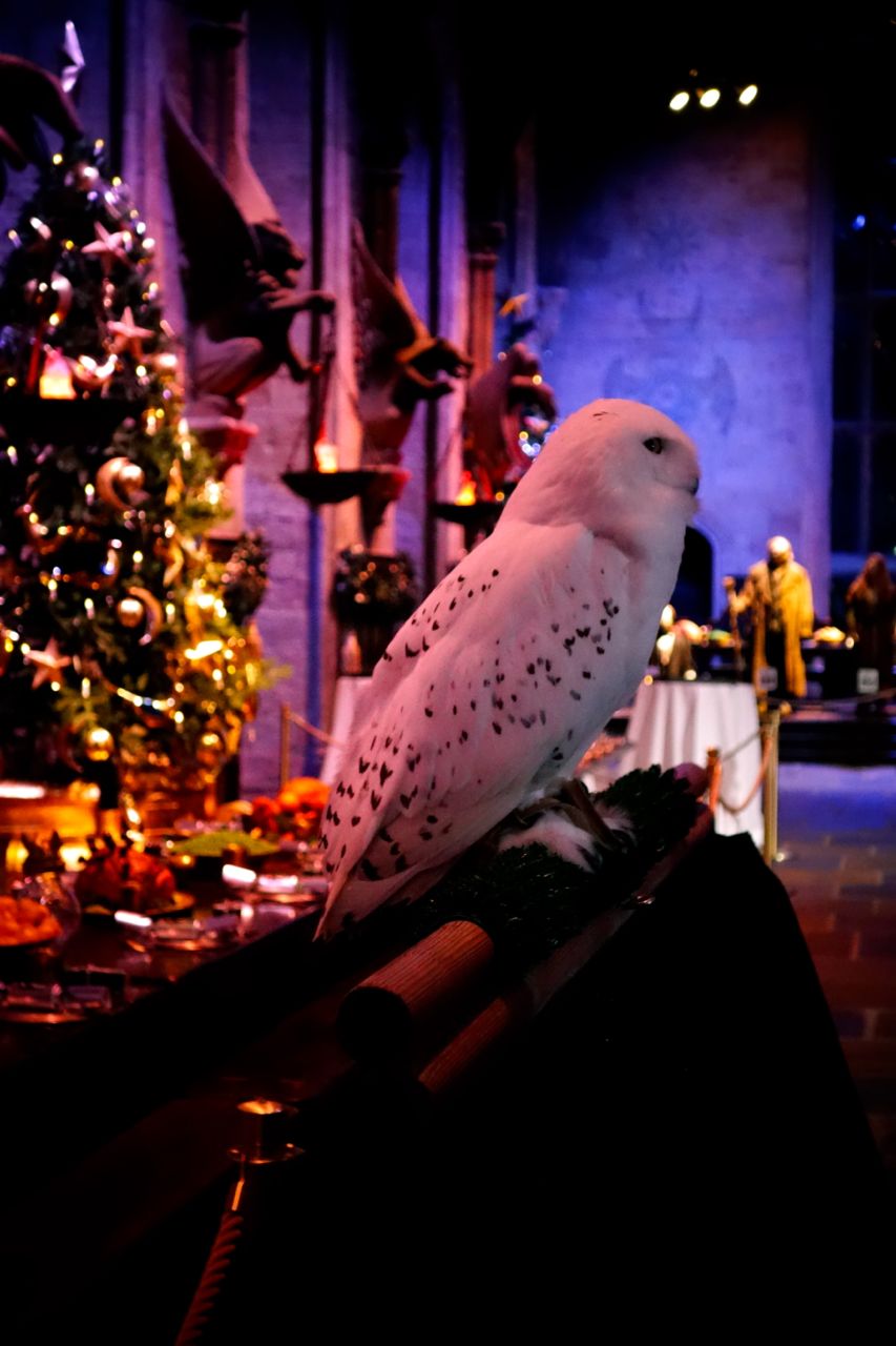 Hogwarts Christmas Wallpapers on WallpaperDog